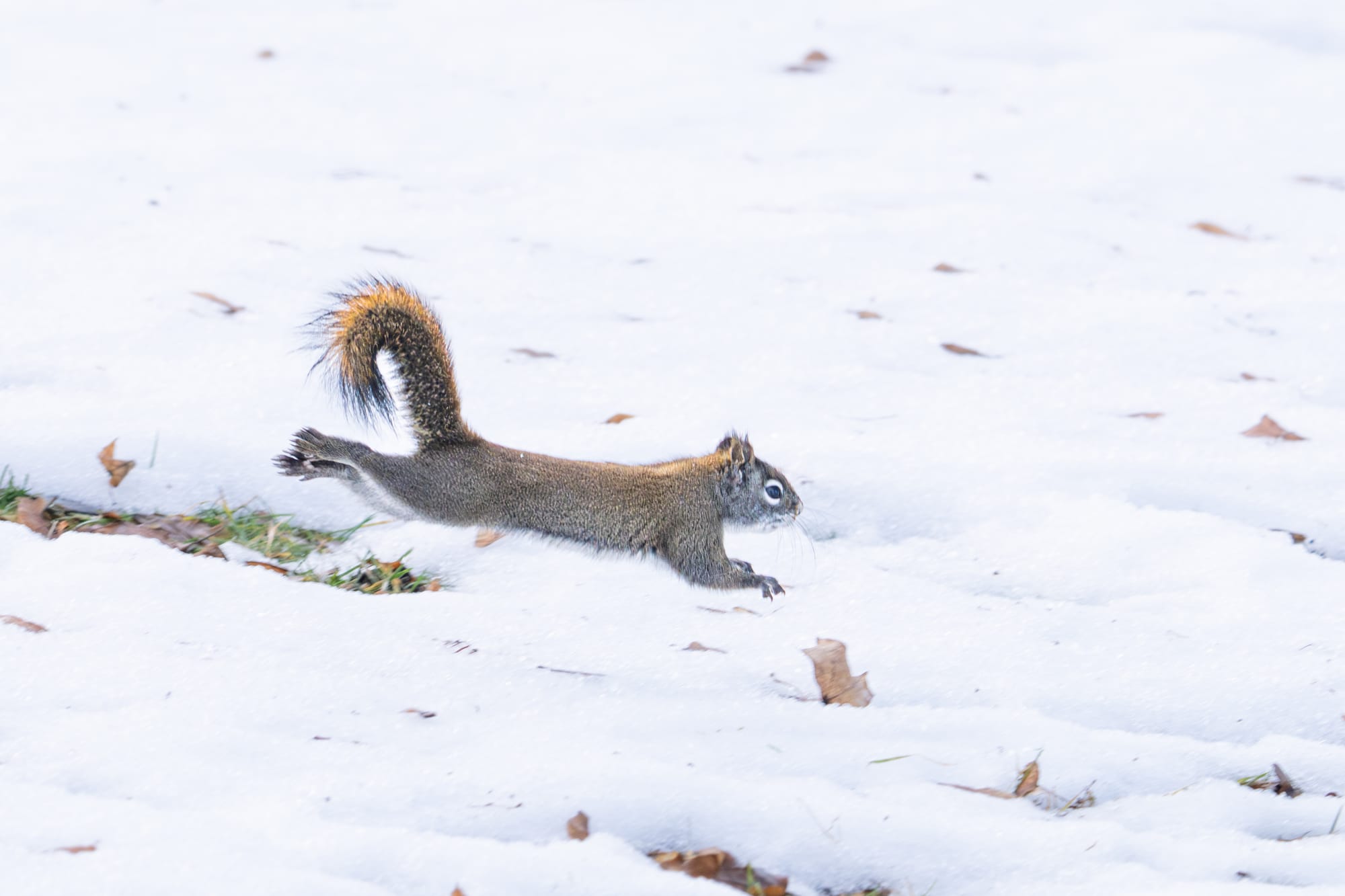 red squirrel