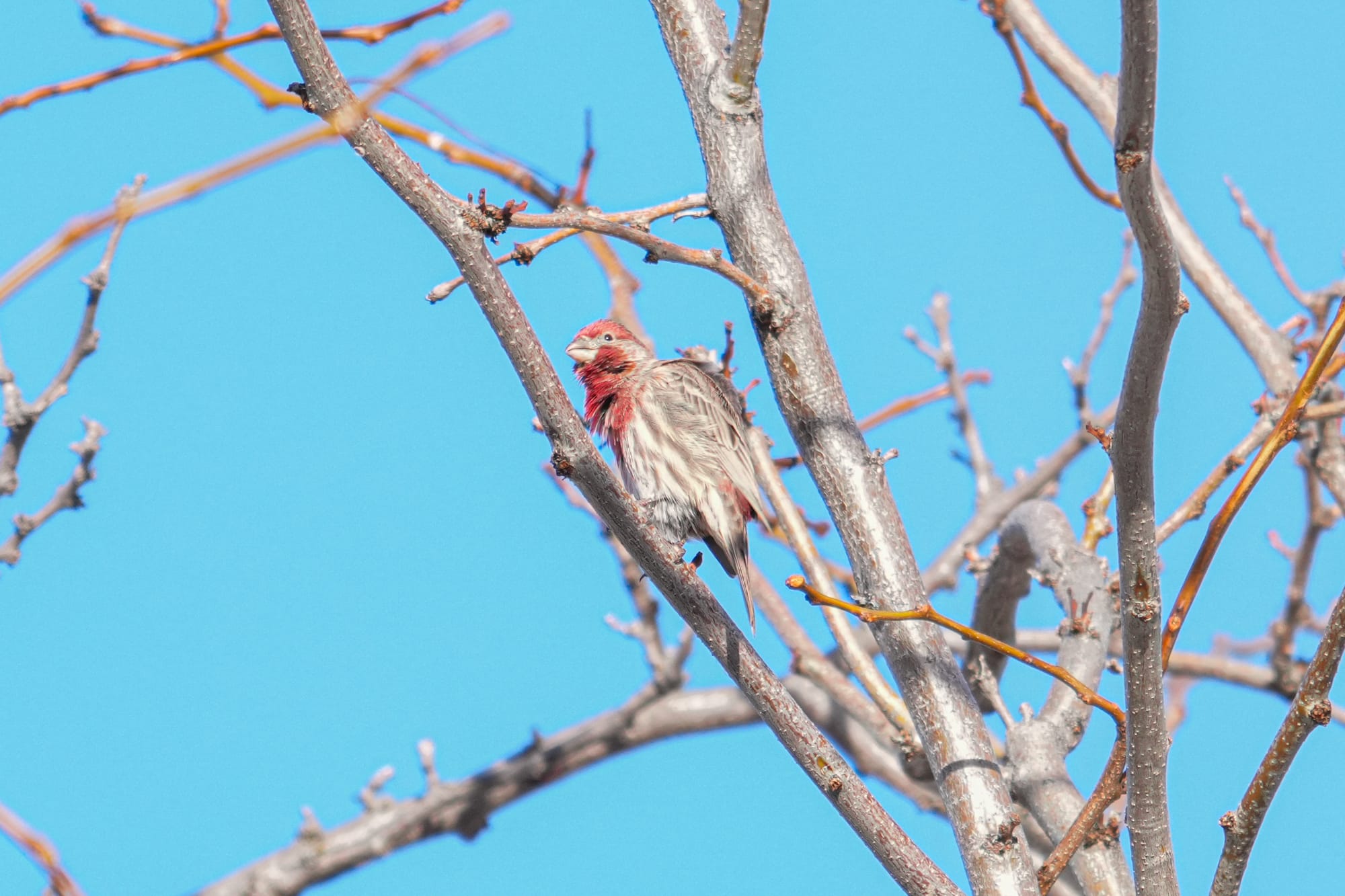 house finch
