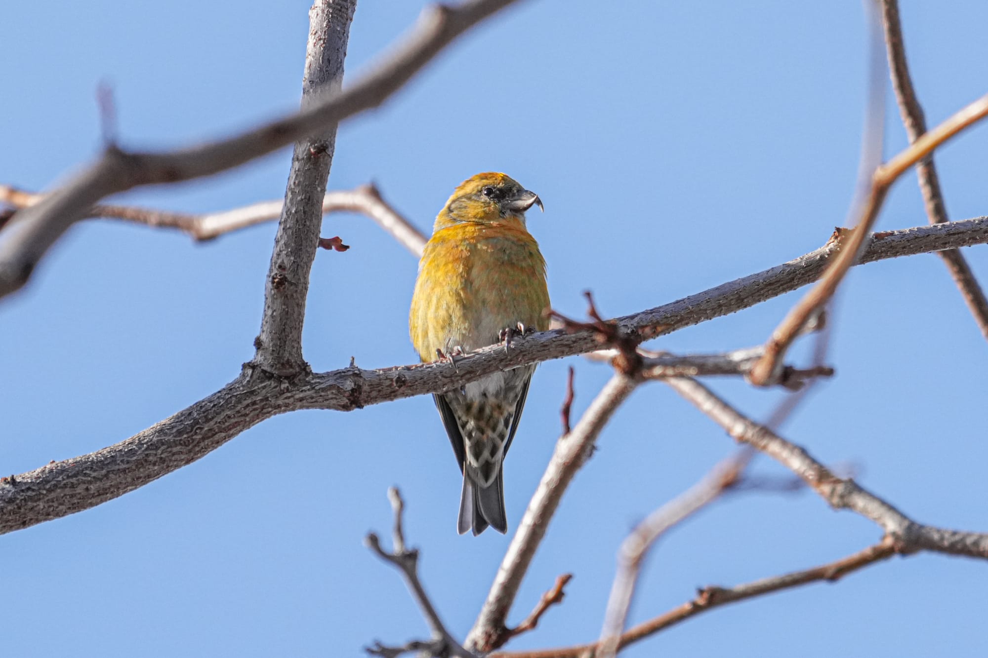 red crossbill