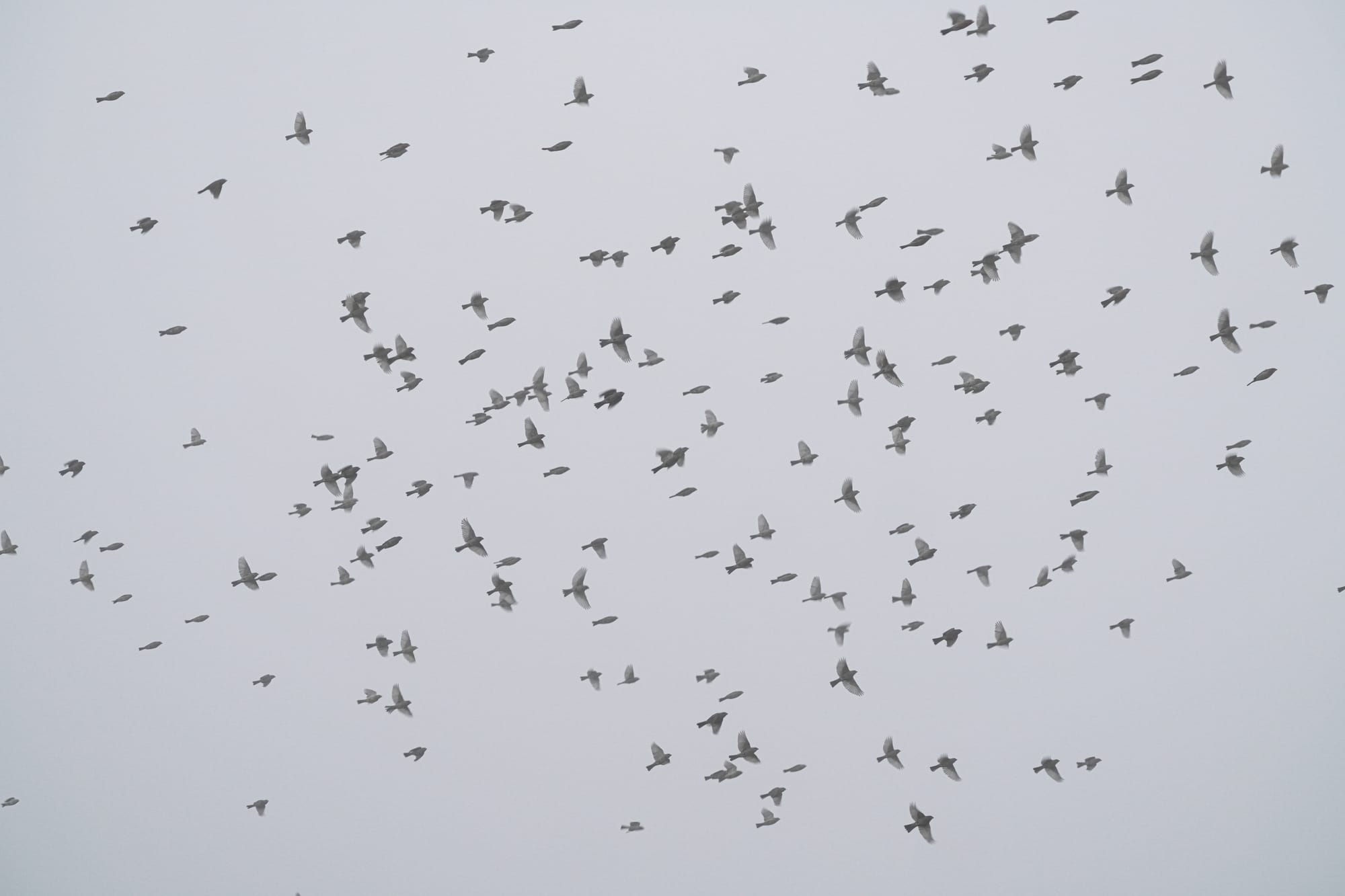 house finches