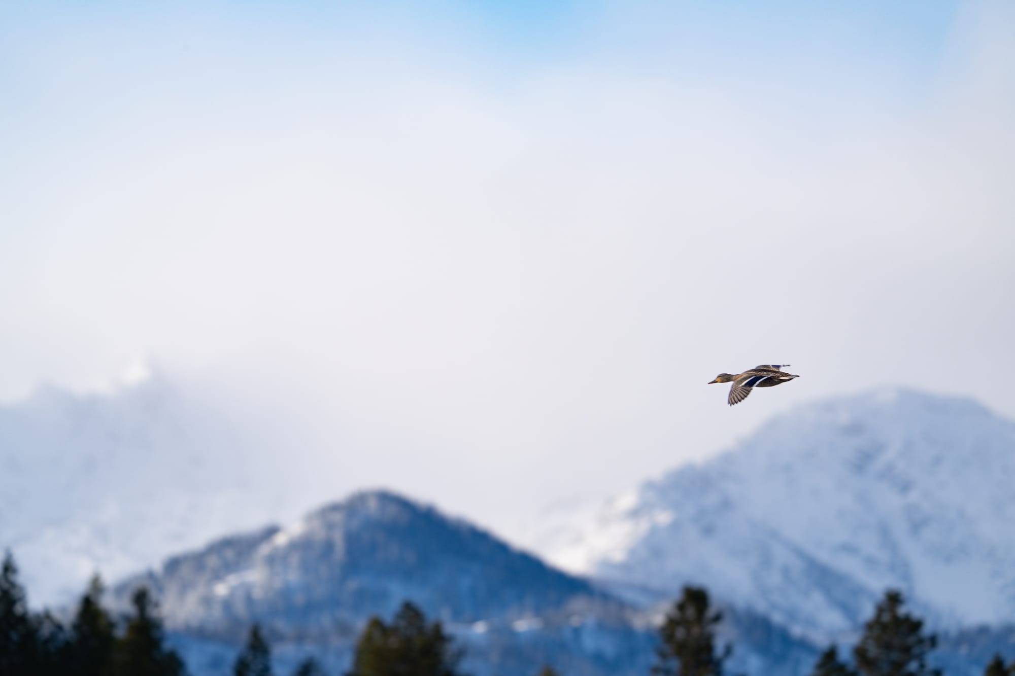 mallard