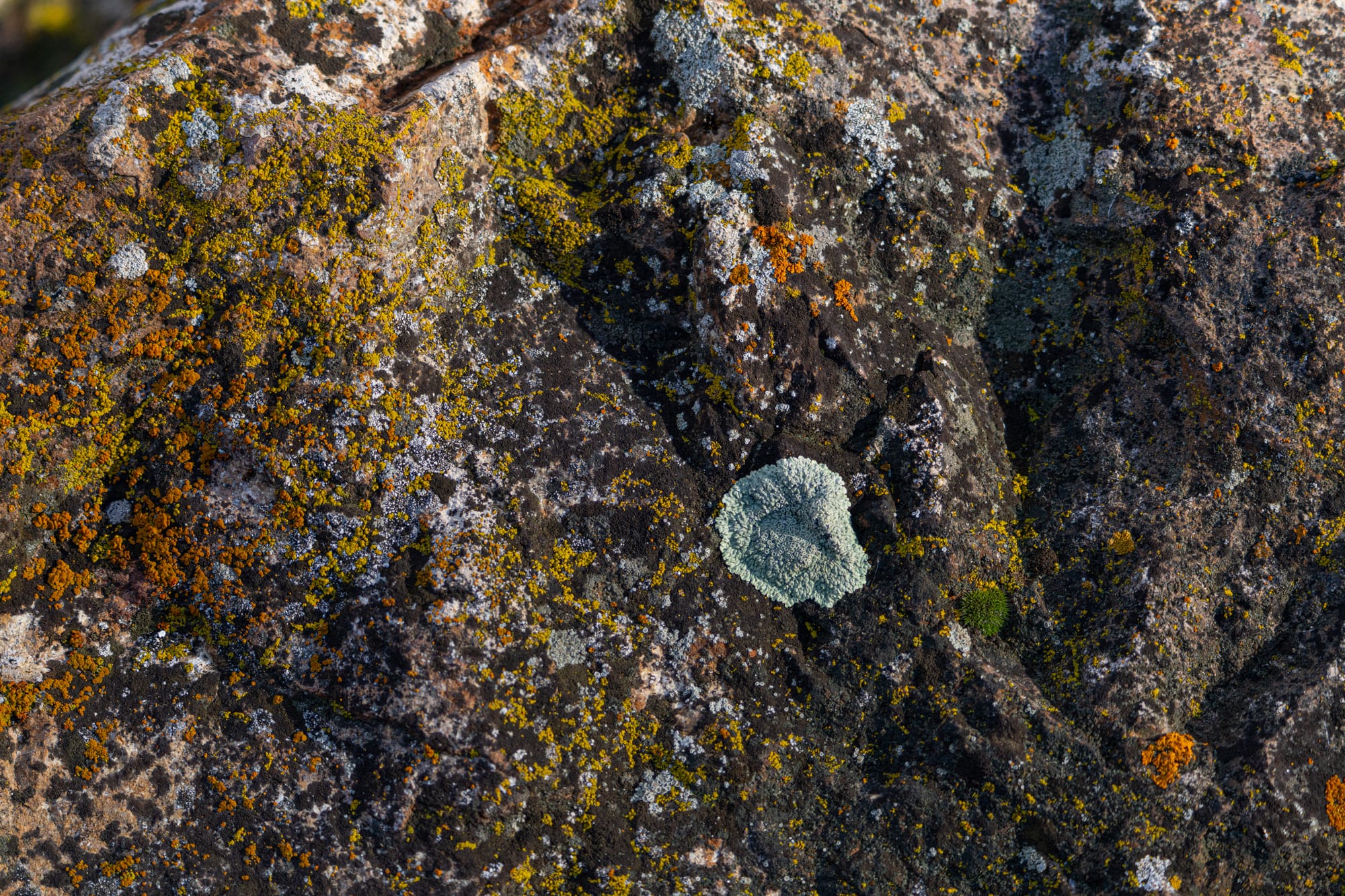 mosses and lichens