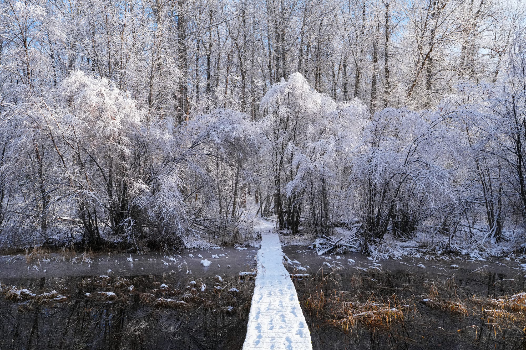 snowy forest
