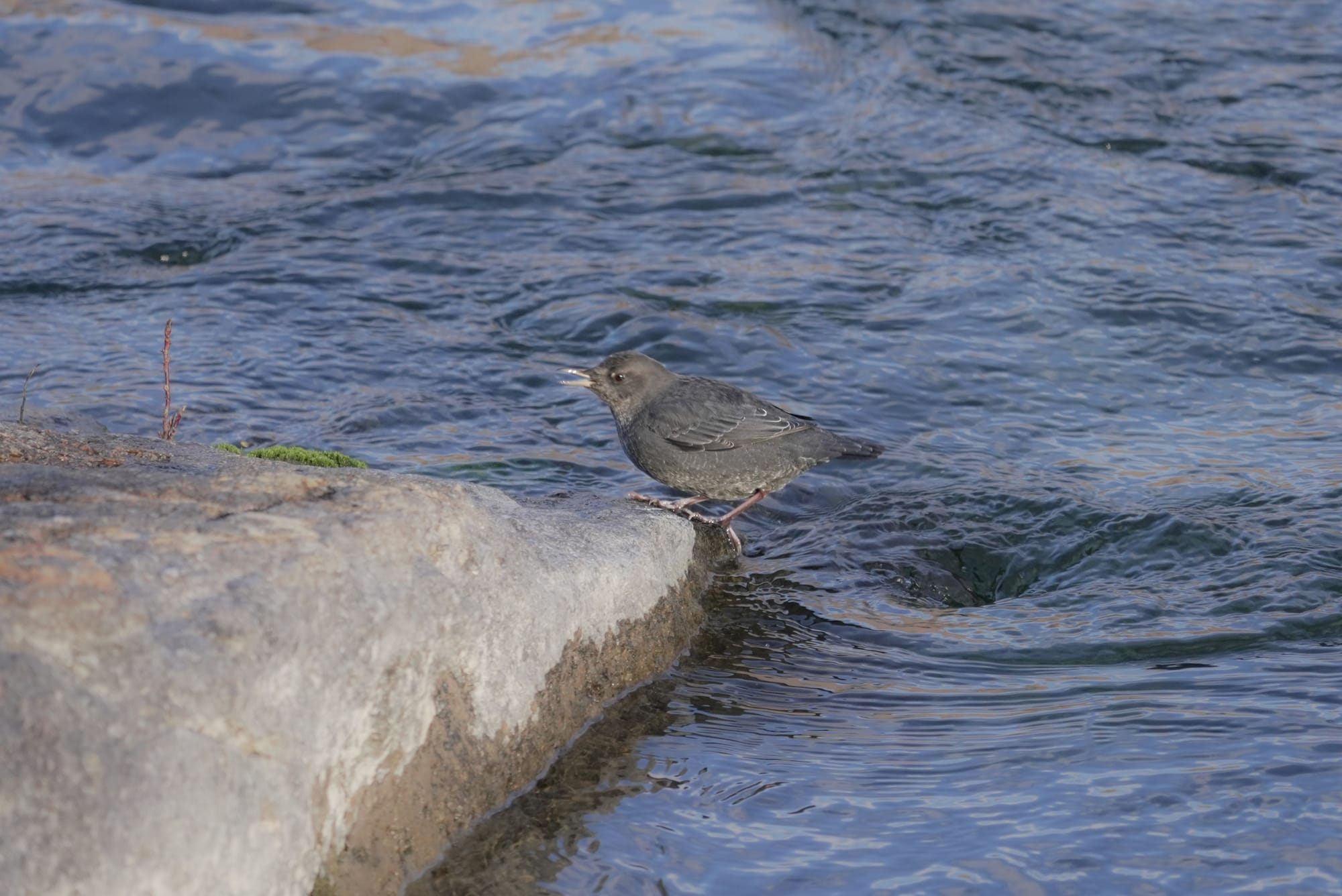 American dipper