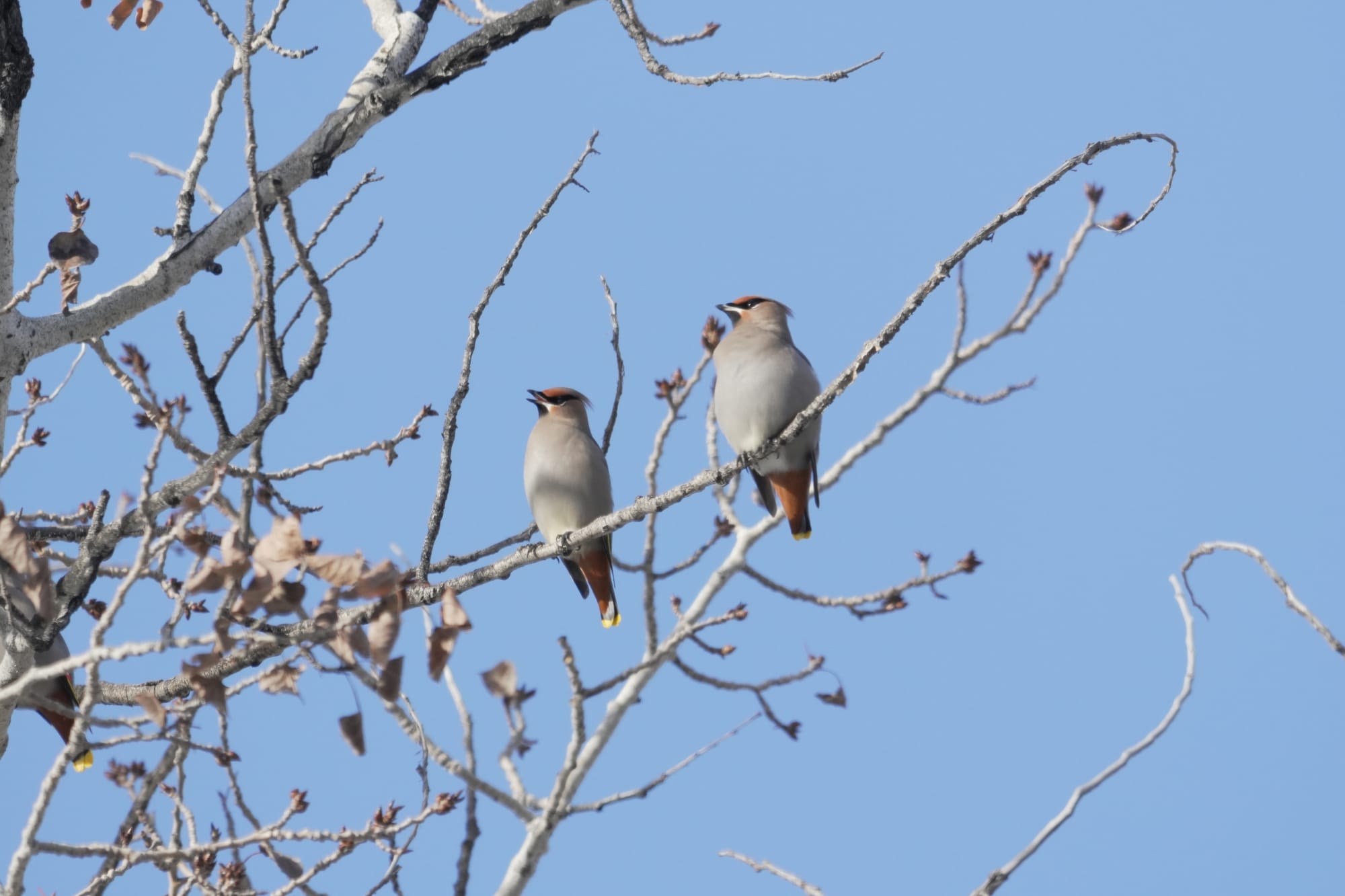 Bohemian waxwings