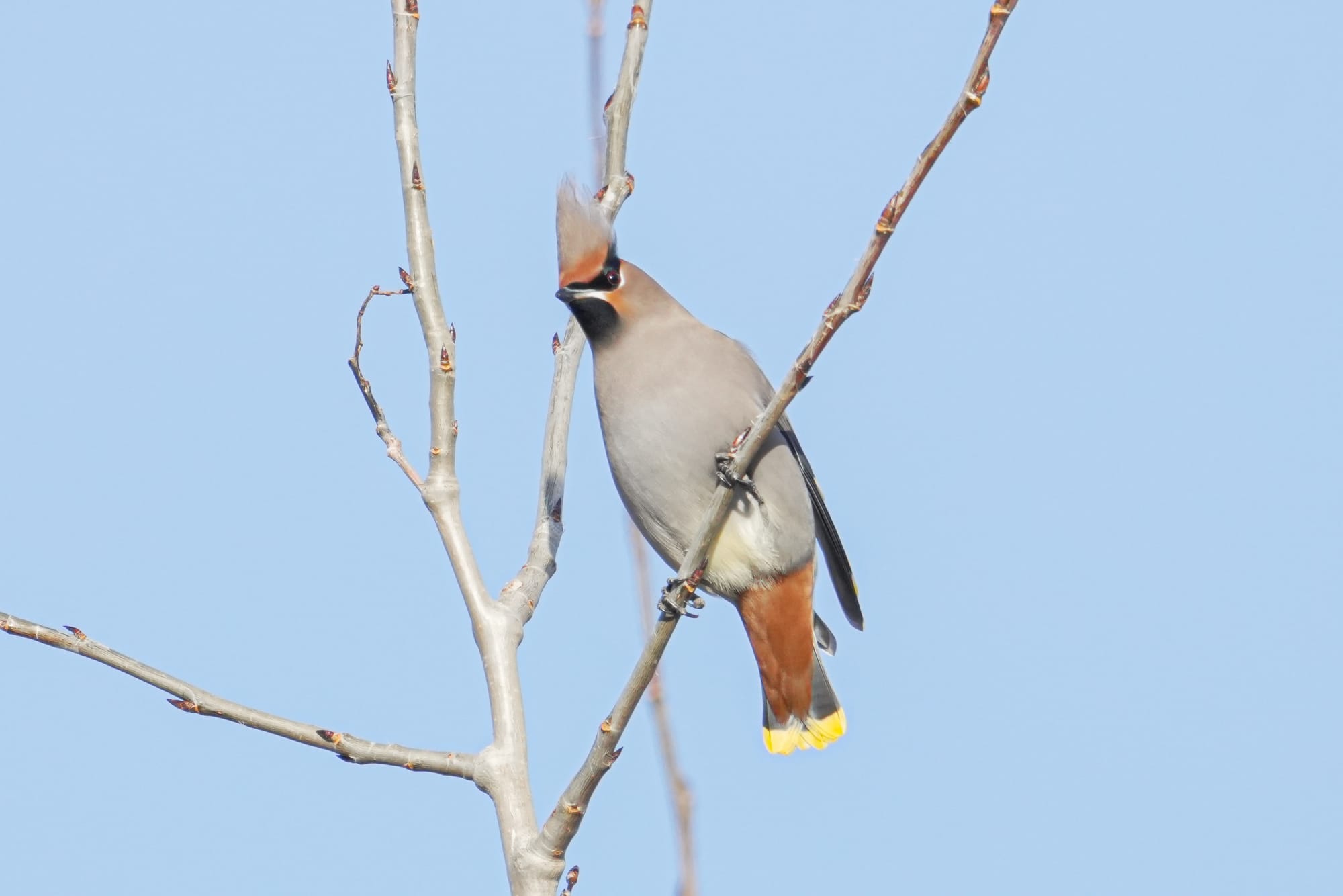Bohemian waxwing