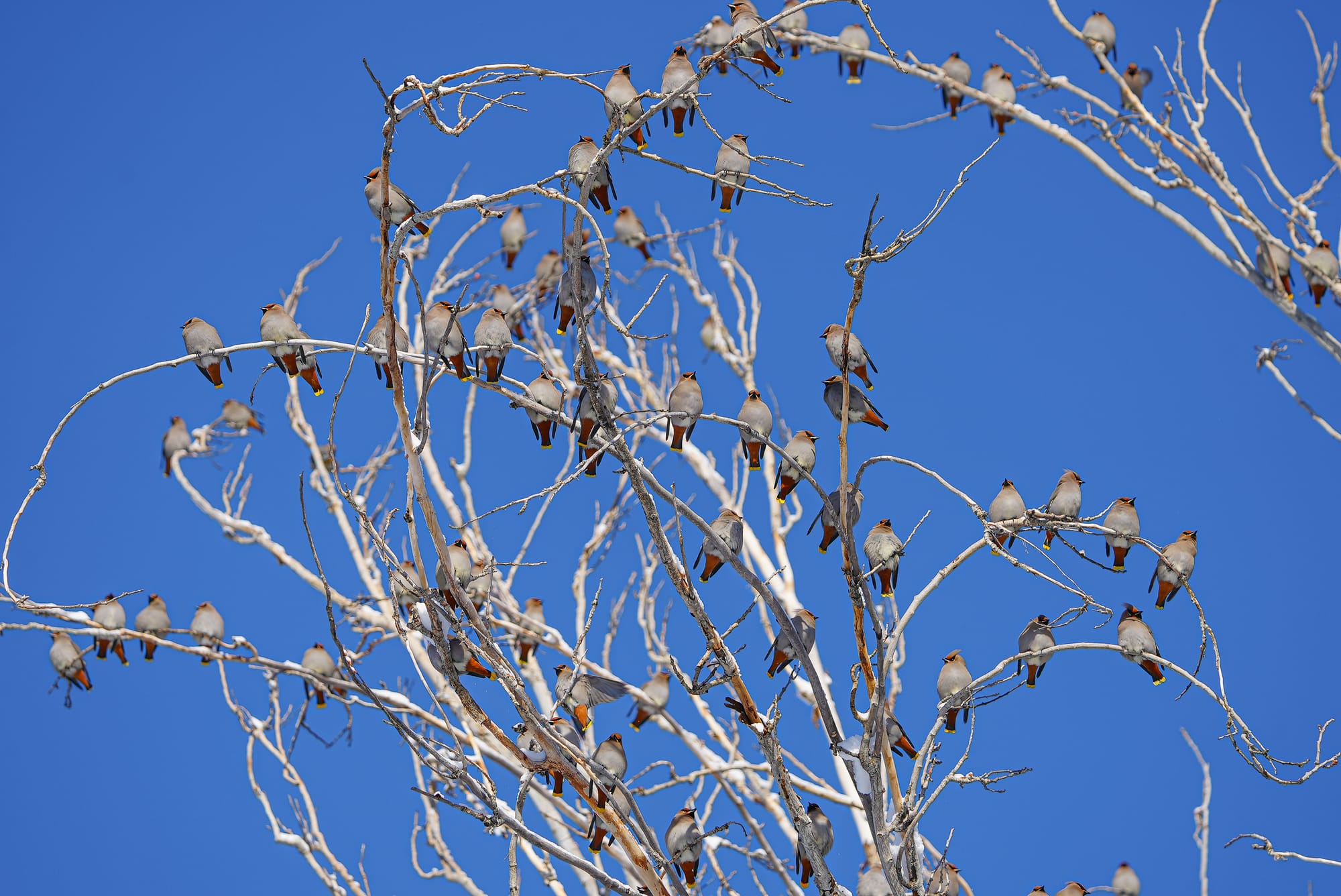 Bohemian waxwings