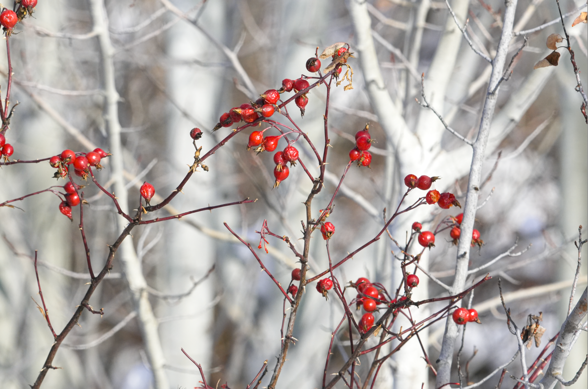 rose hips