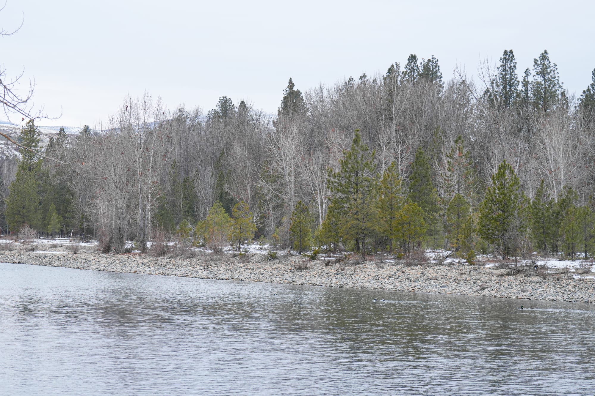 riparian forest
