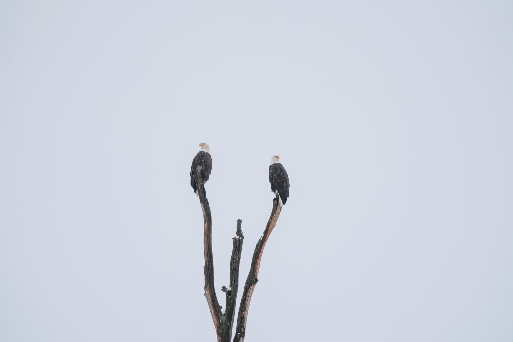 bald eagles