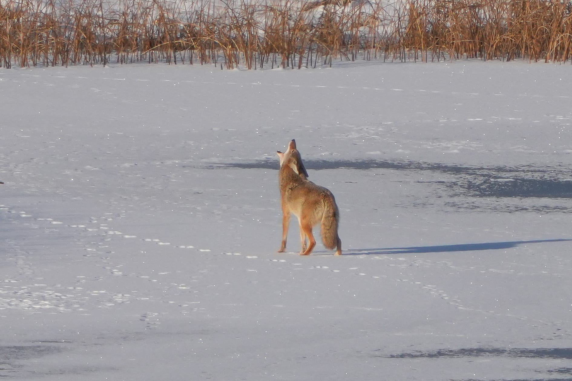 yipping coyote