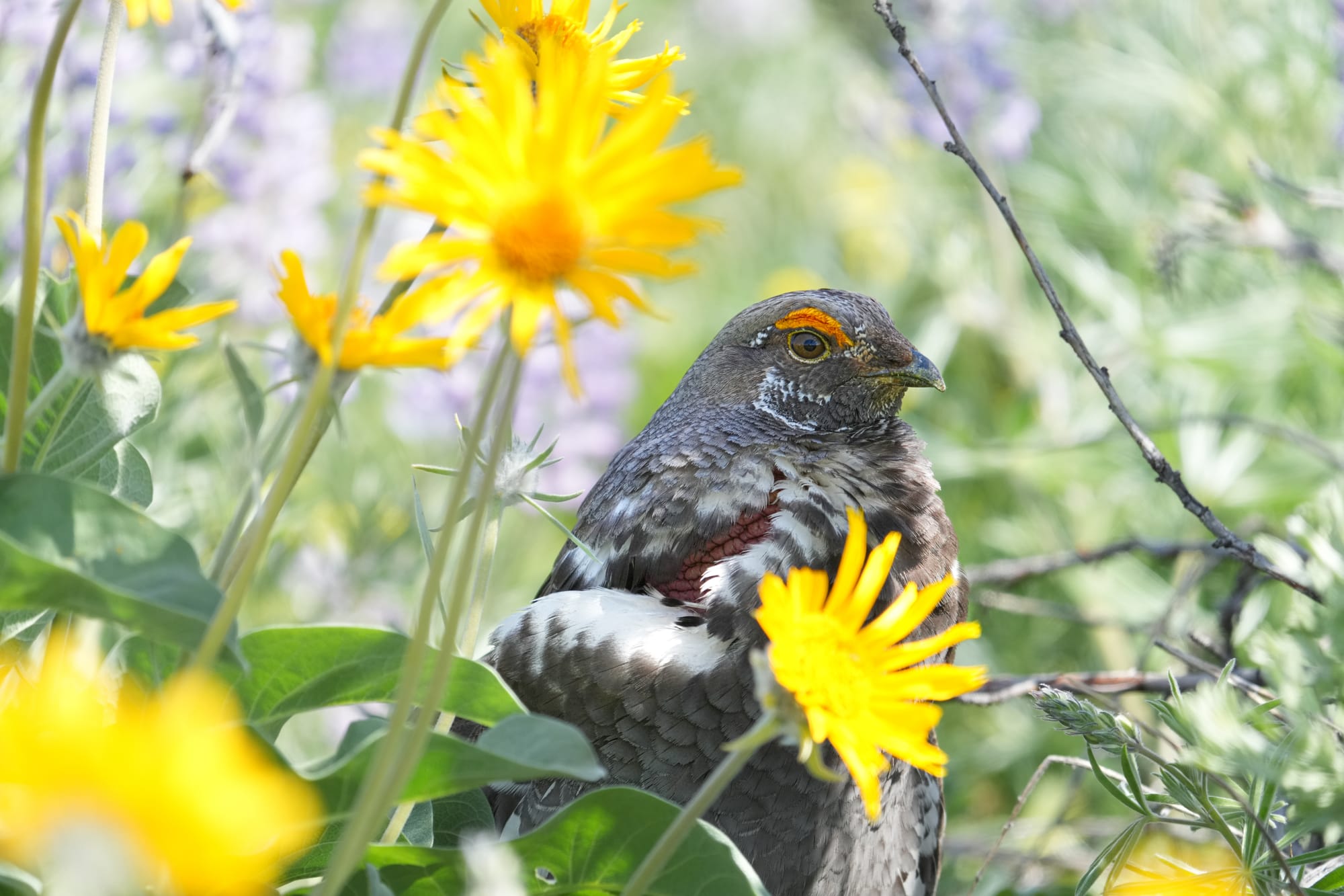 grouse in flowers