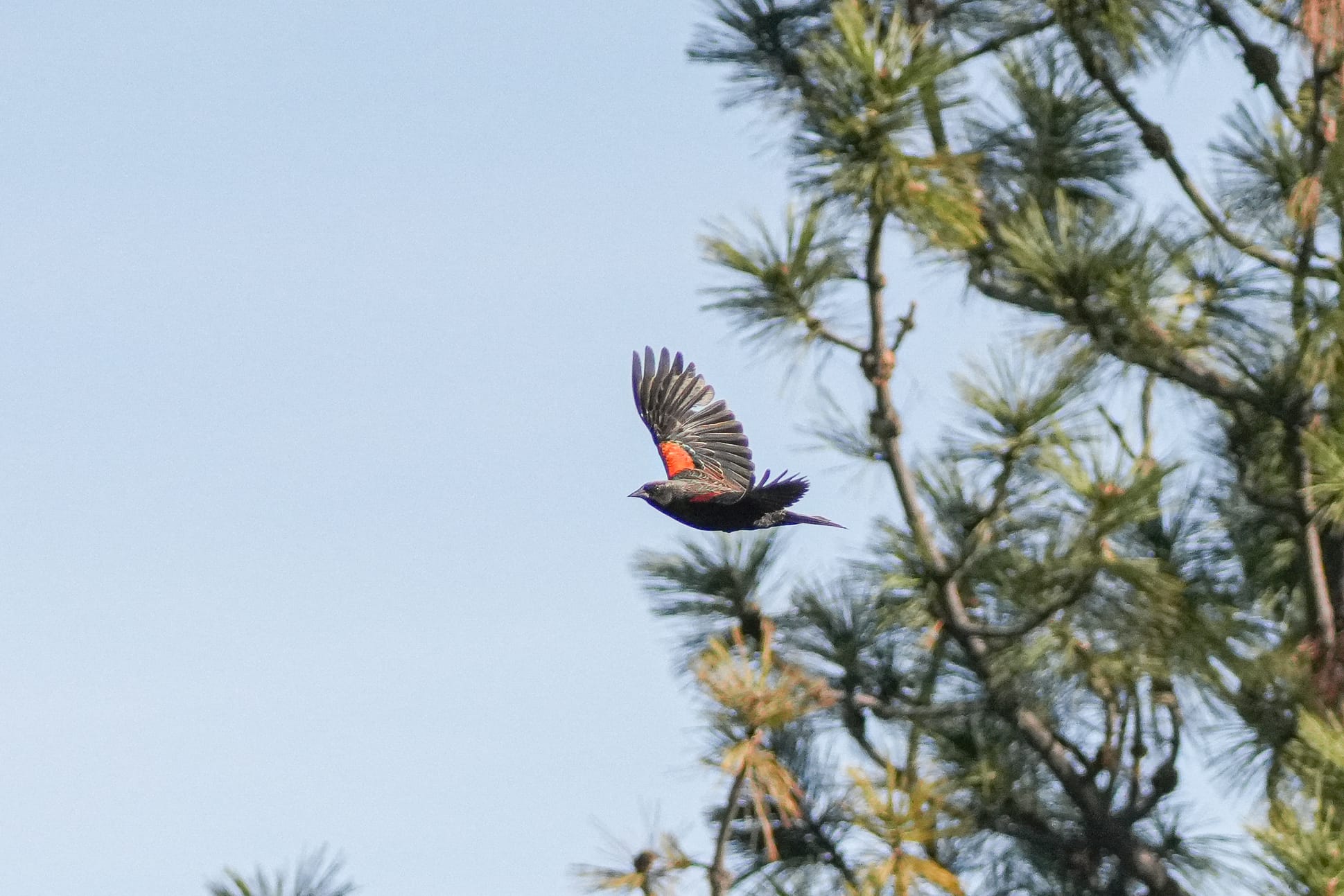 red-winged blackbird
