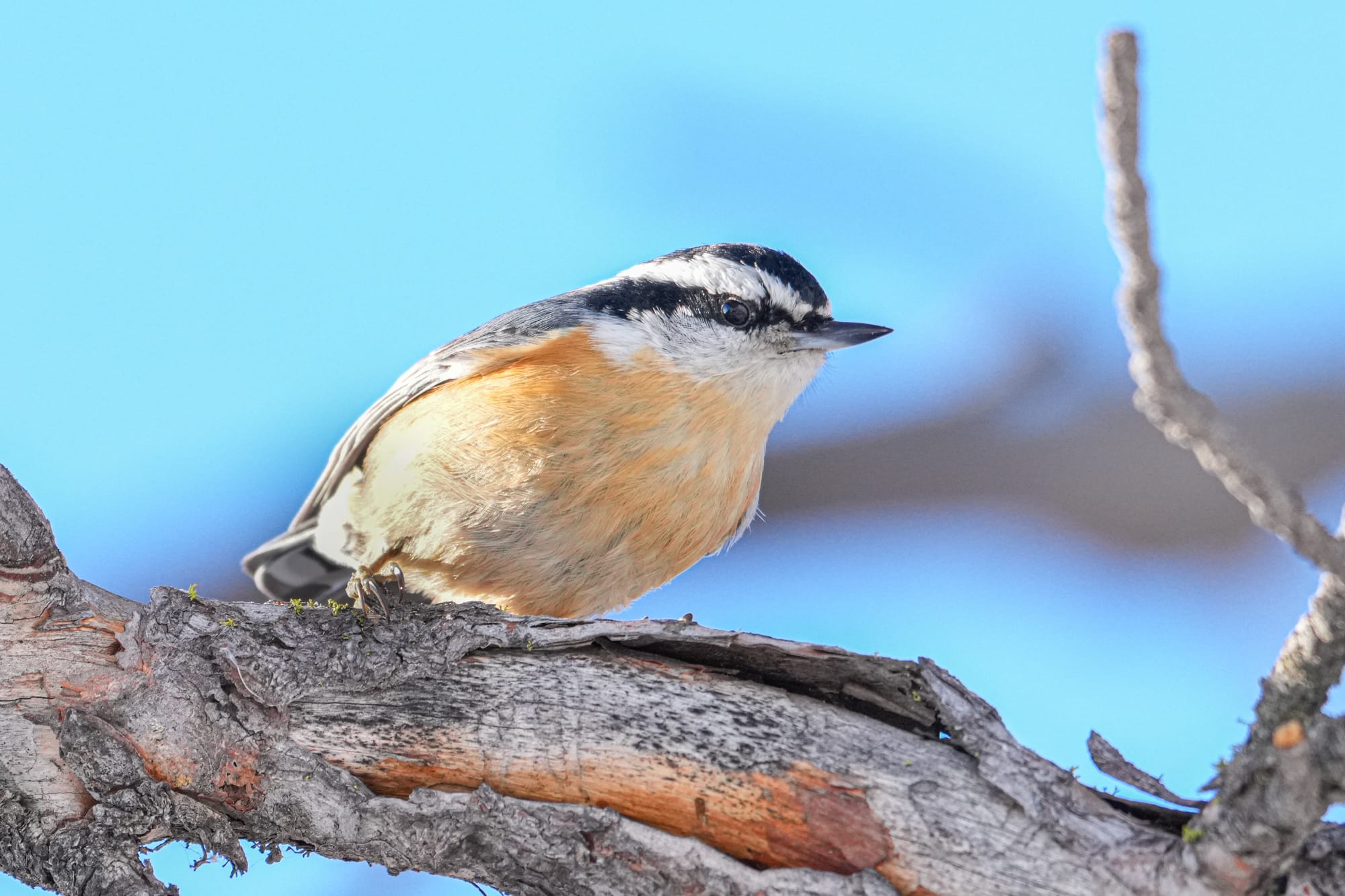 red-breasted nuthatch