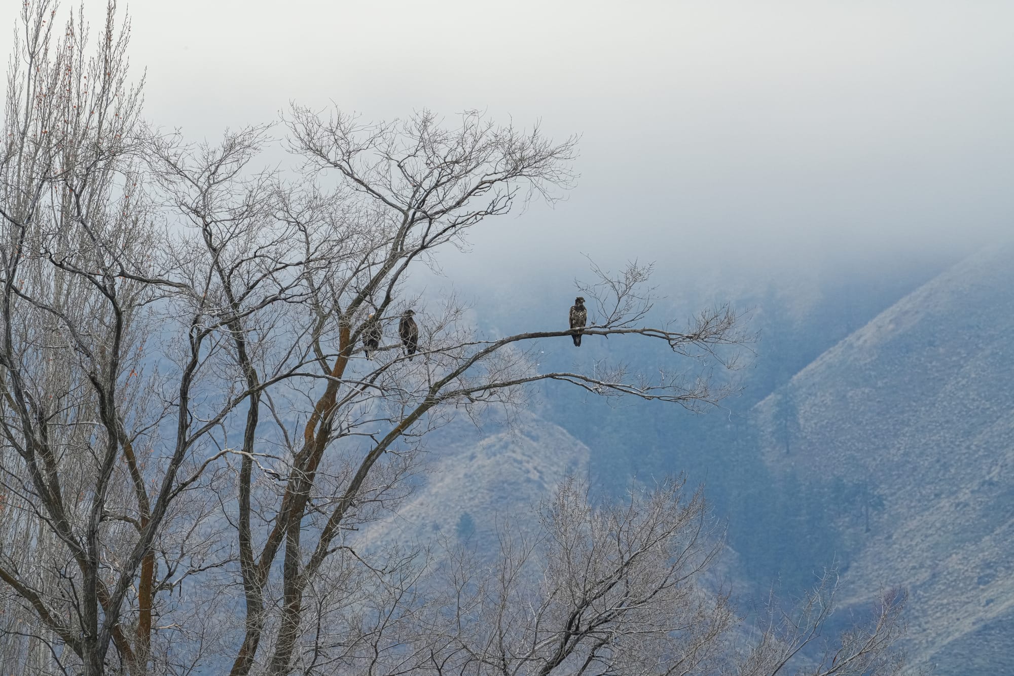 bald eagles