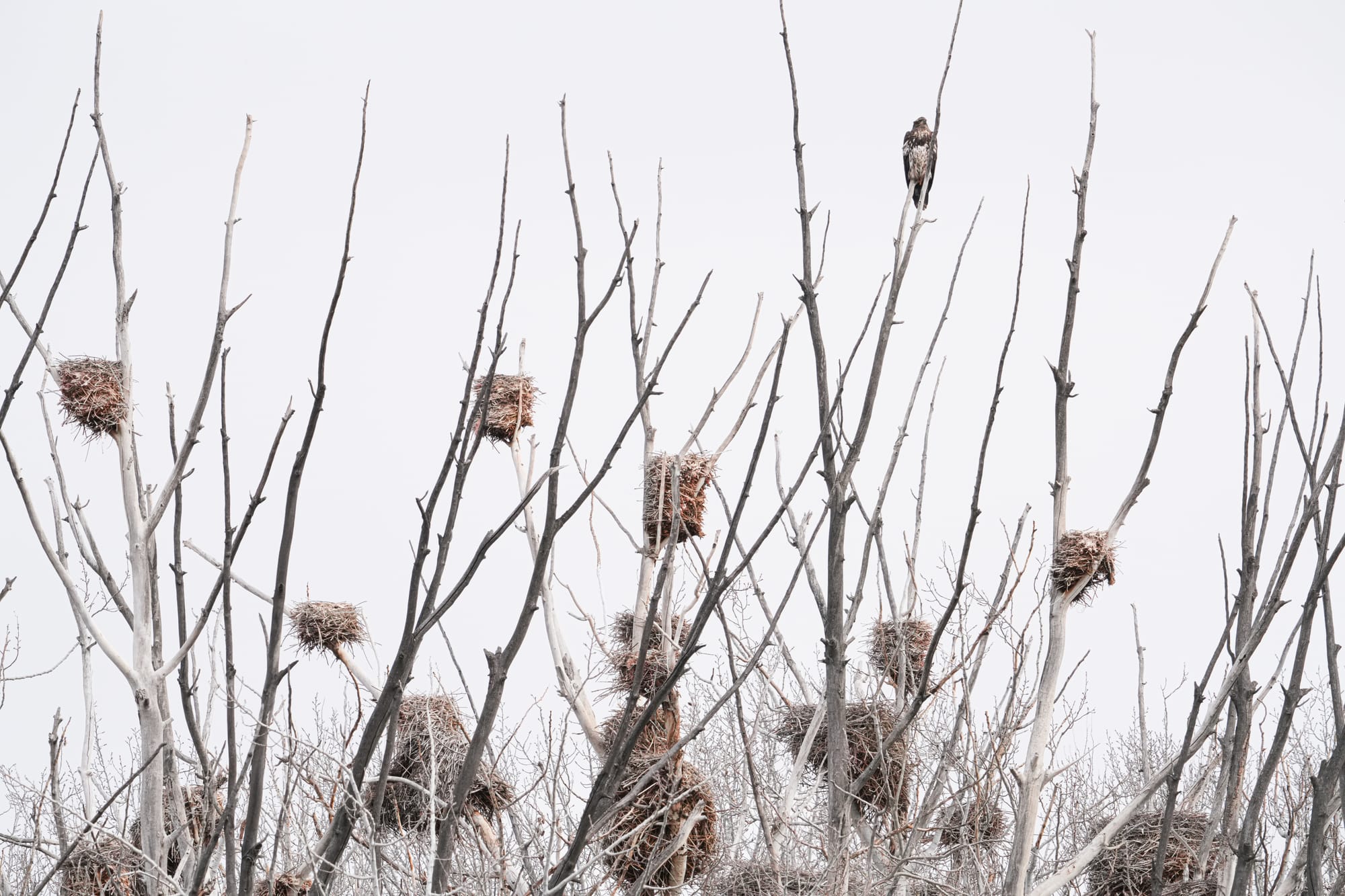 bald eagle and heron nests