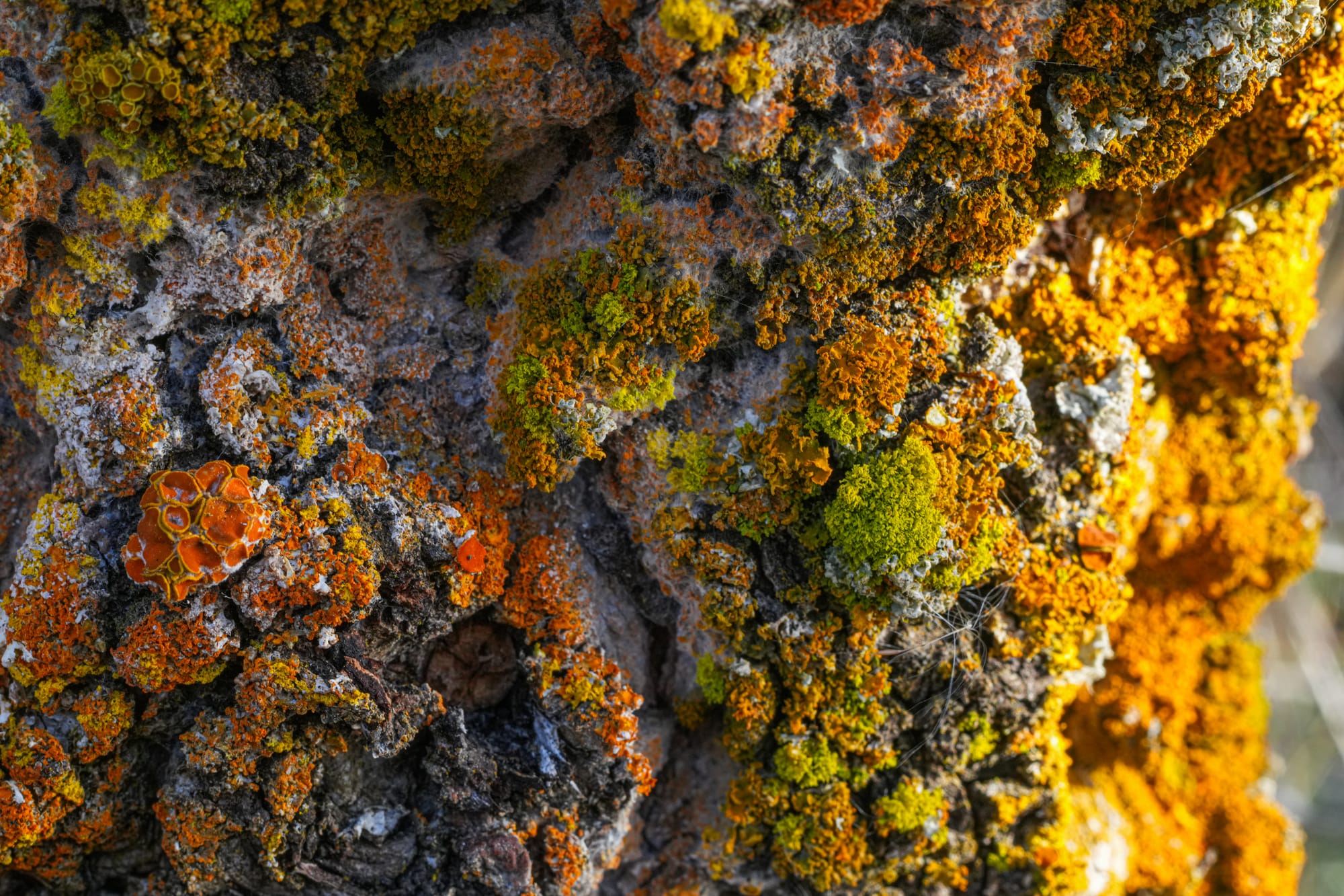 lichen