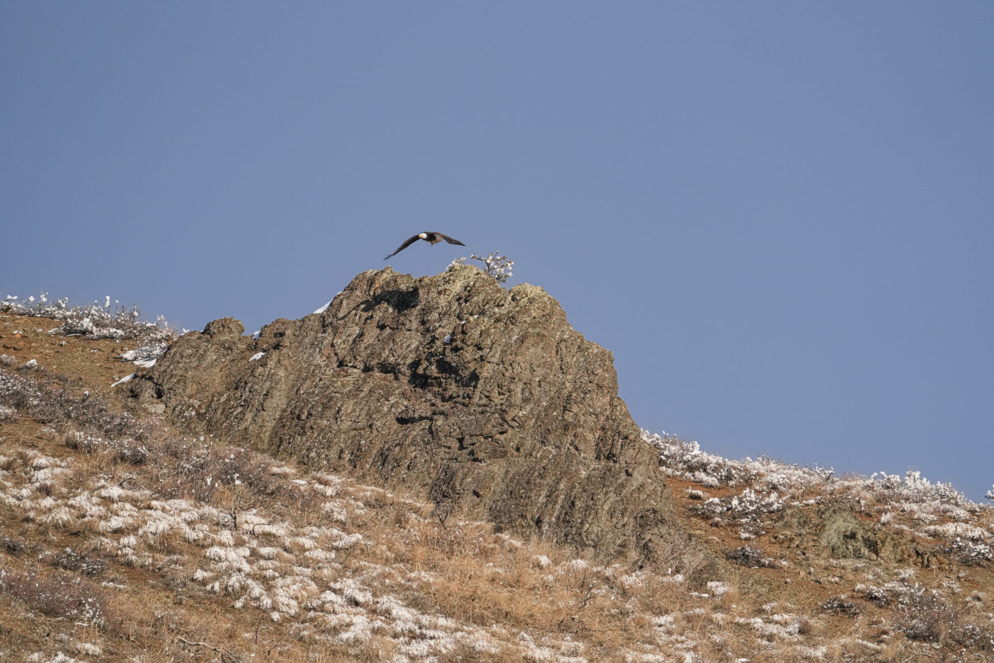bald eagle