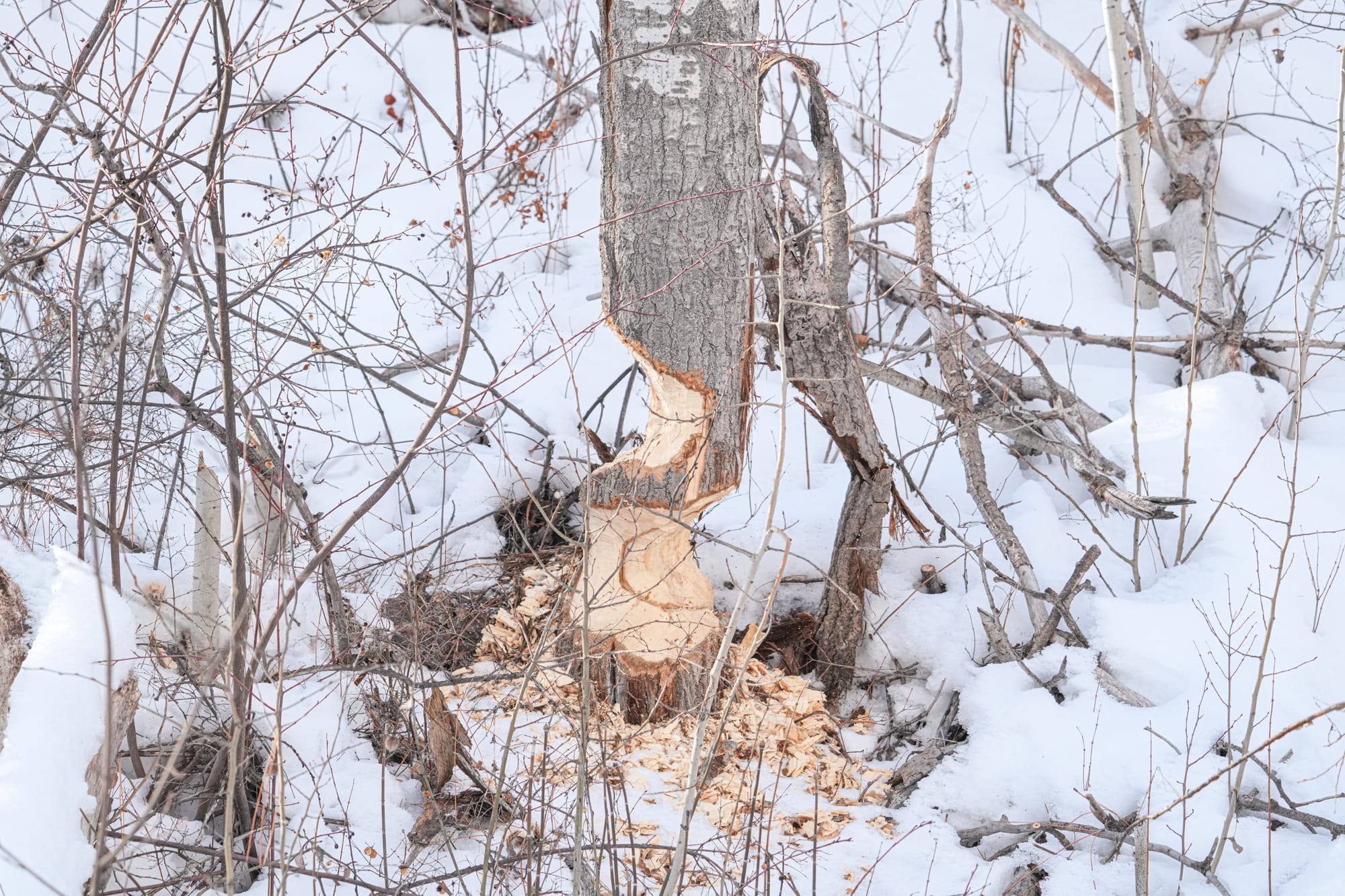 beaver chew