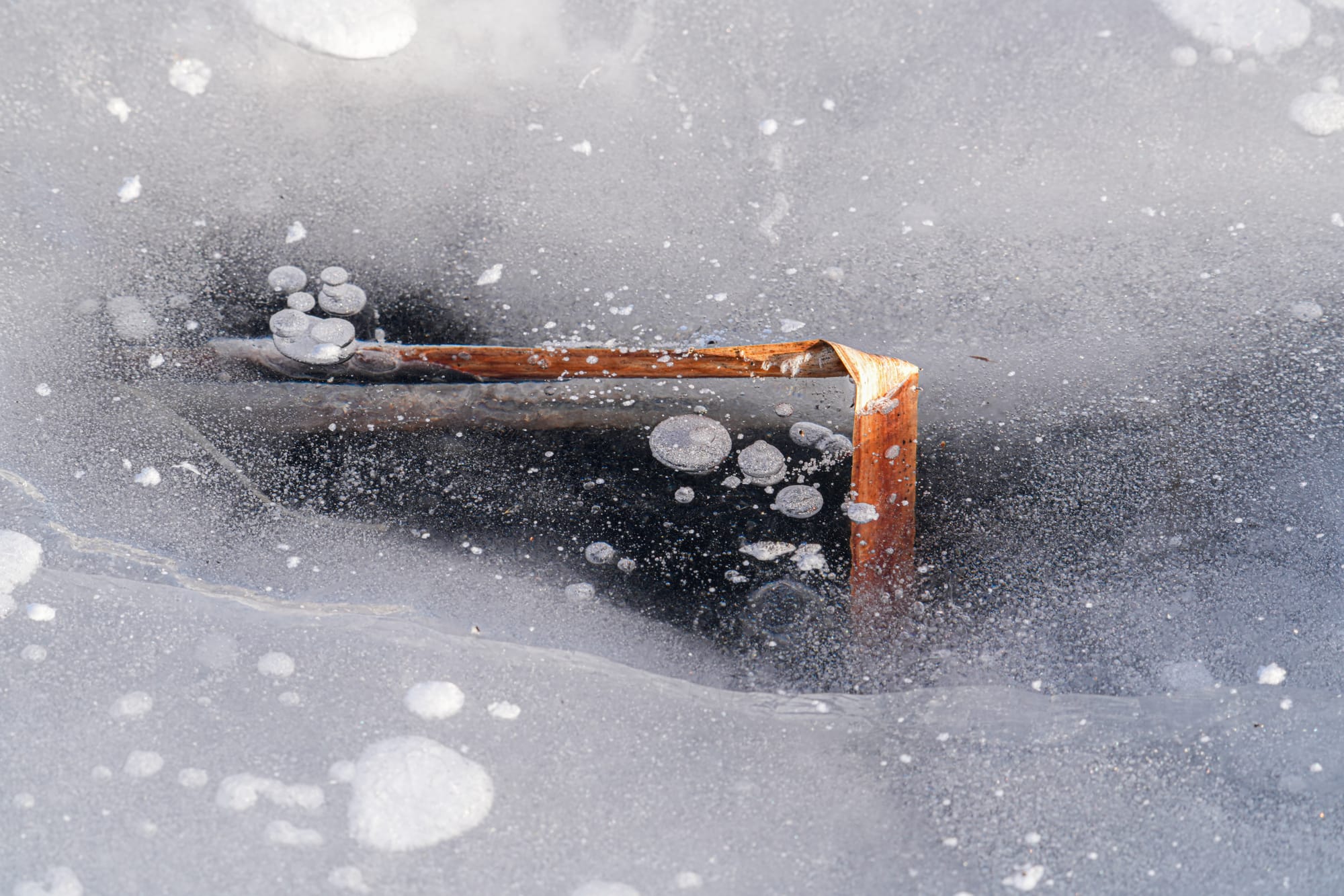 plant in ice