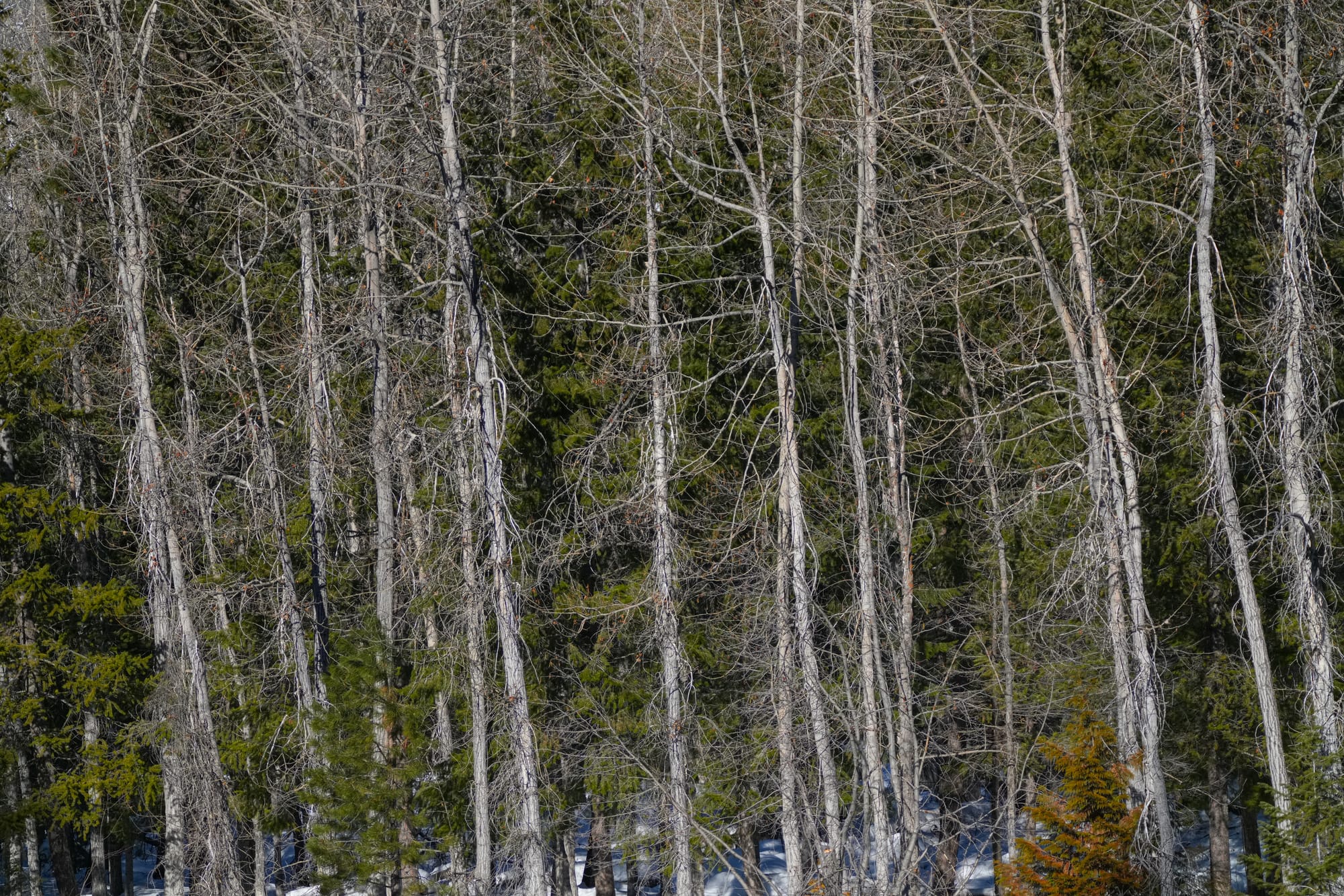 dense trees