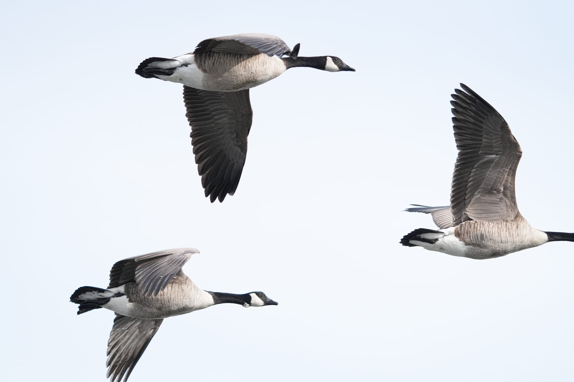 Canada geese