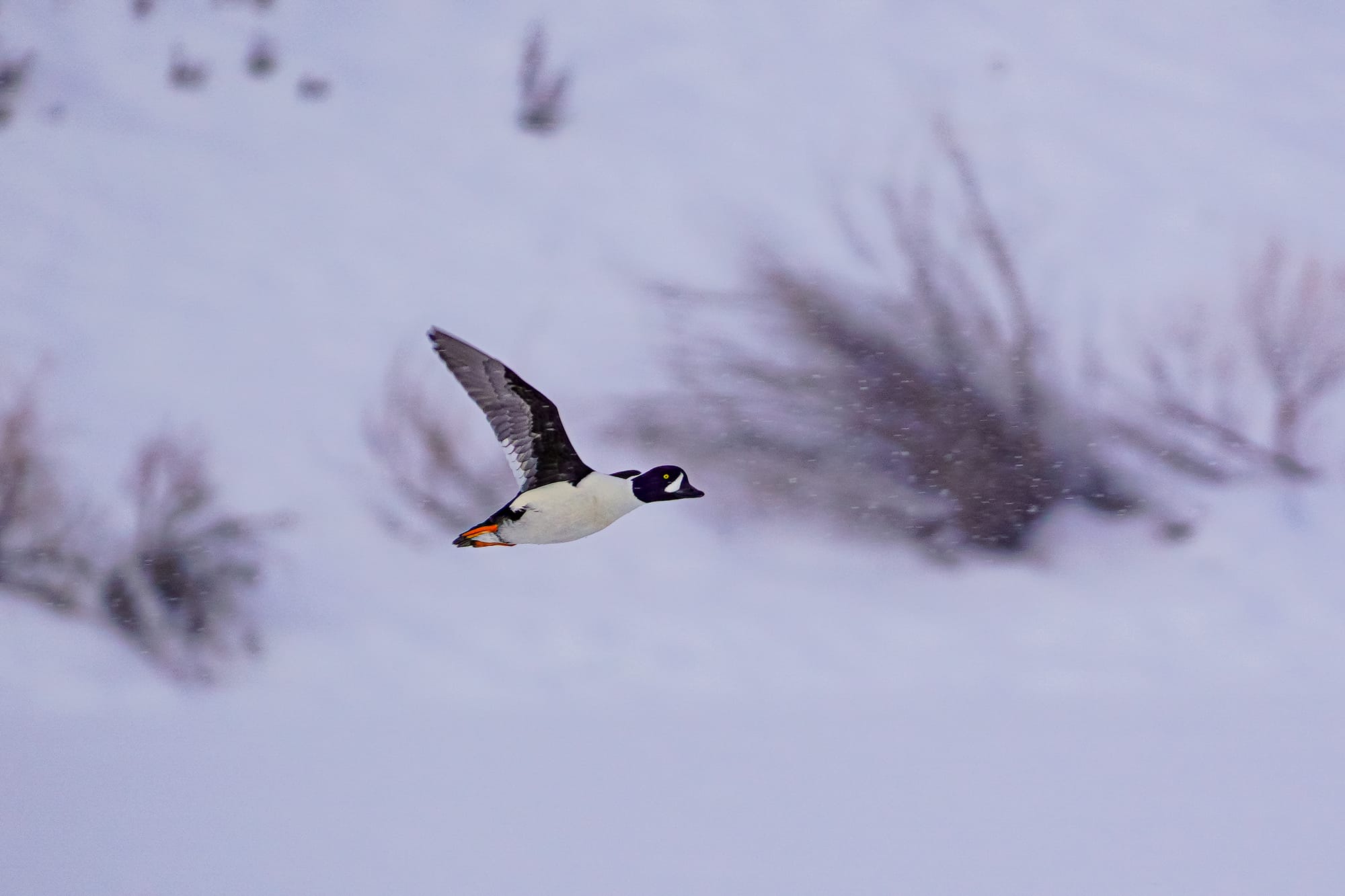 Barrow's goldeneye