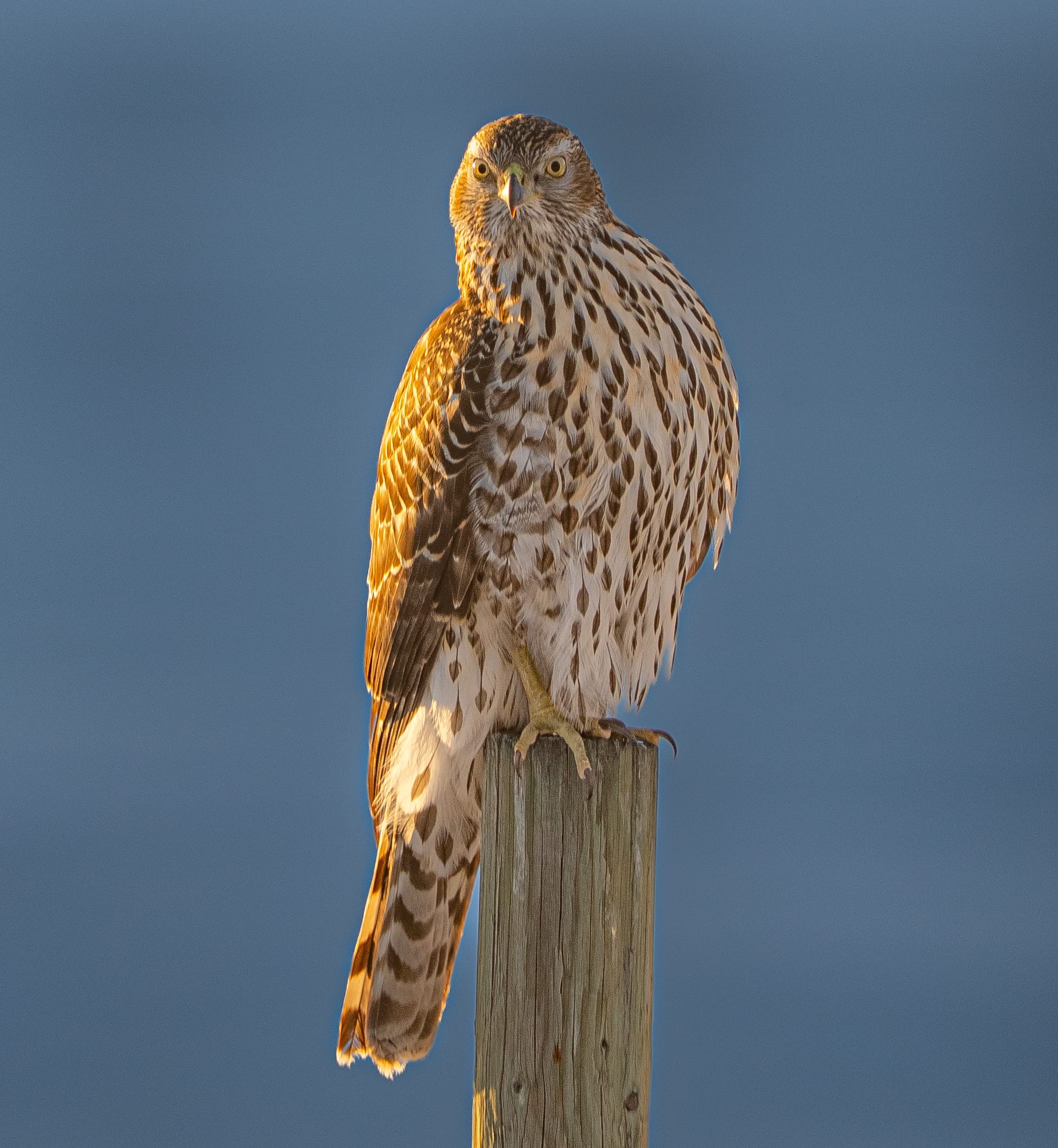 northern goshawk