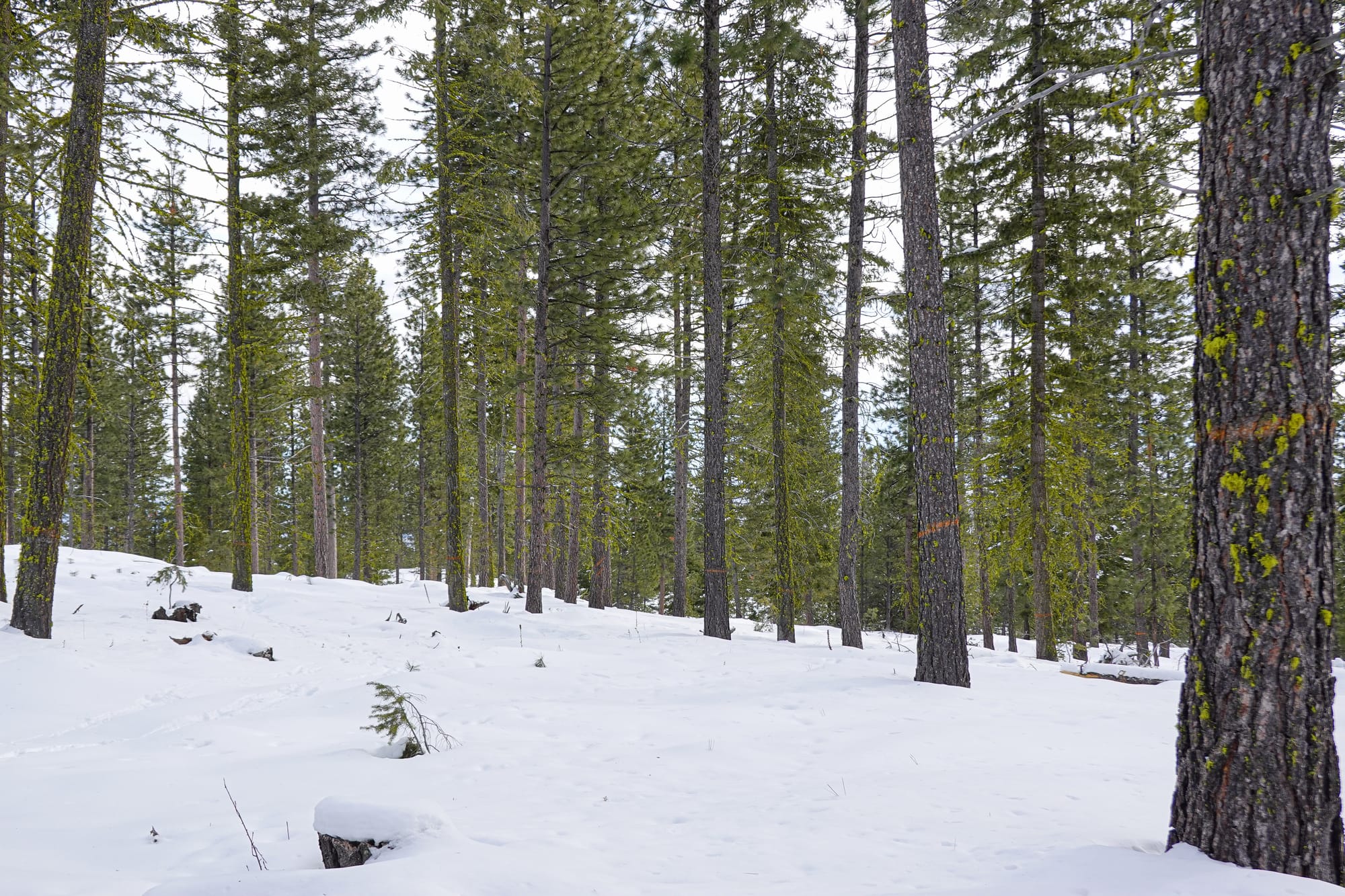 thinned forest