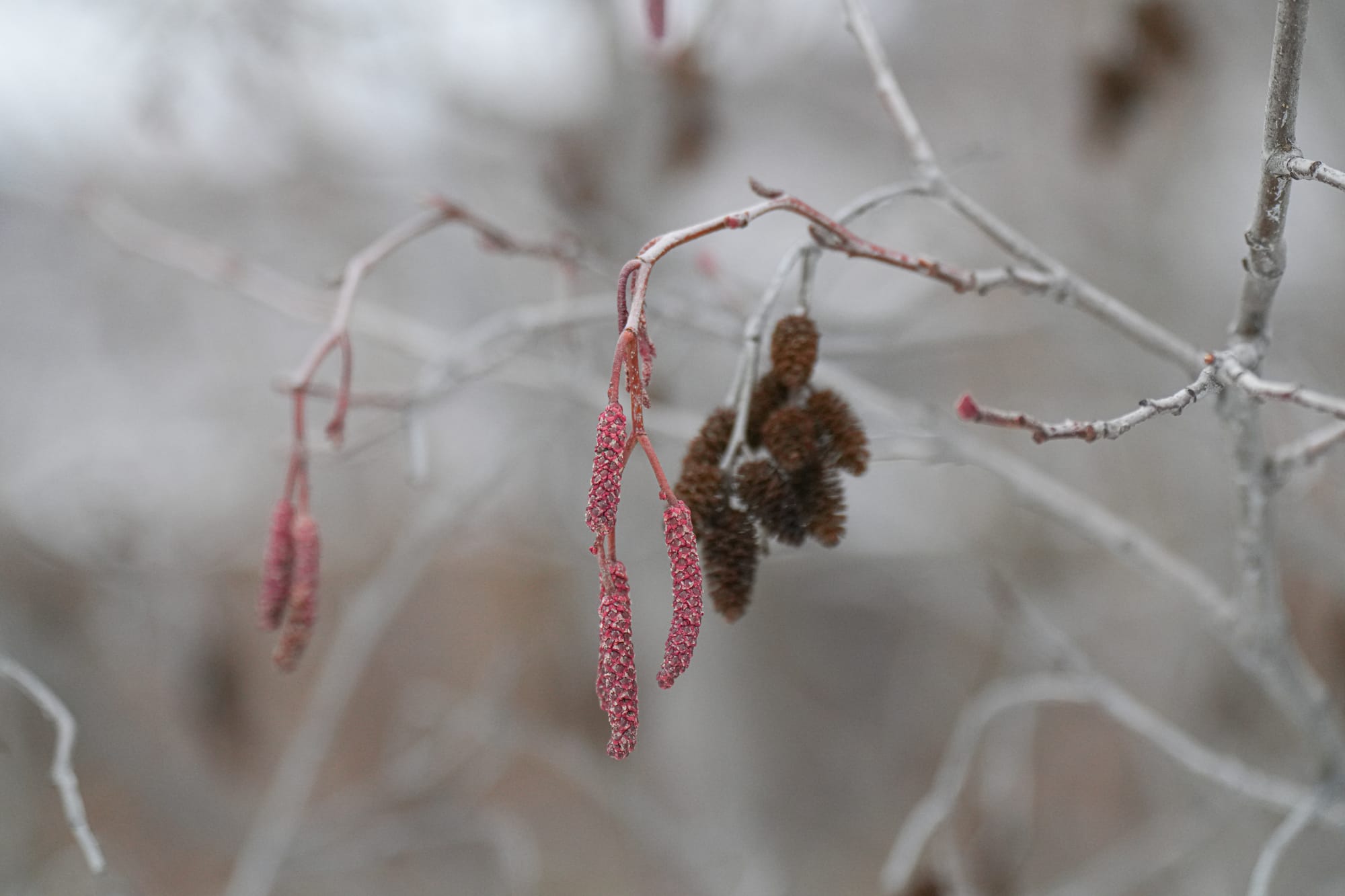 alder catkins