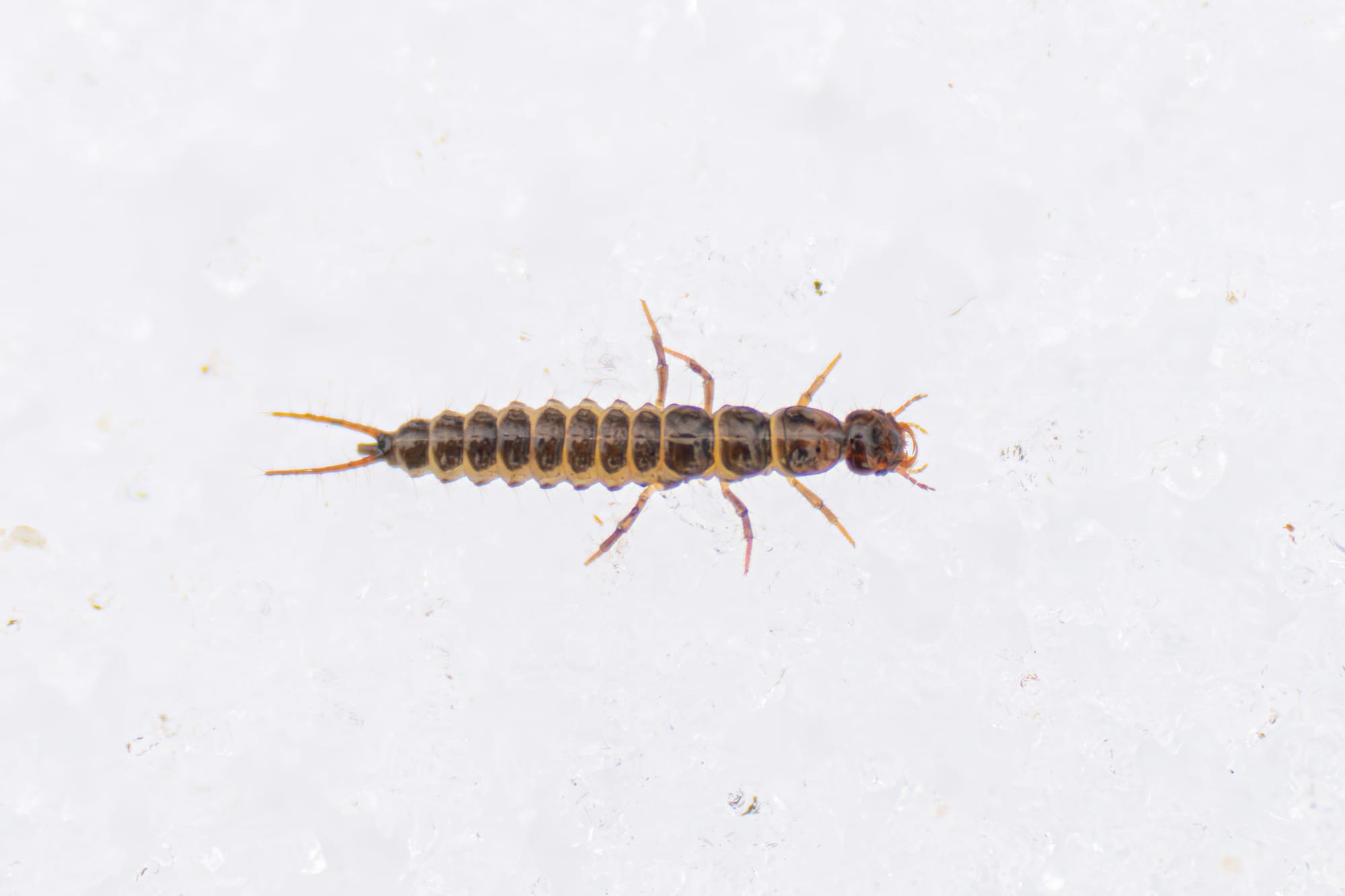 mystery insect