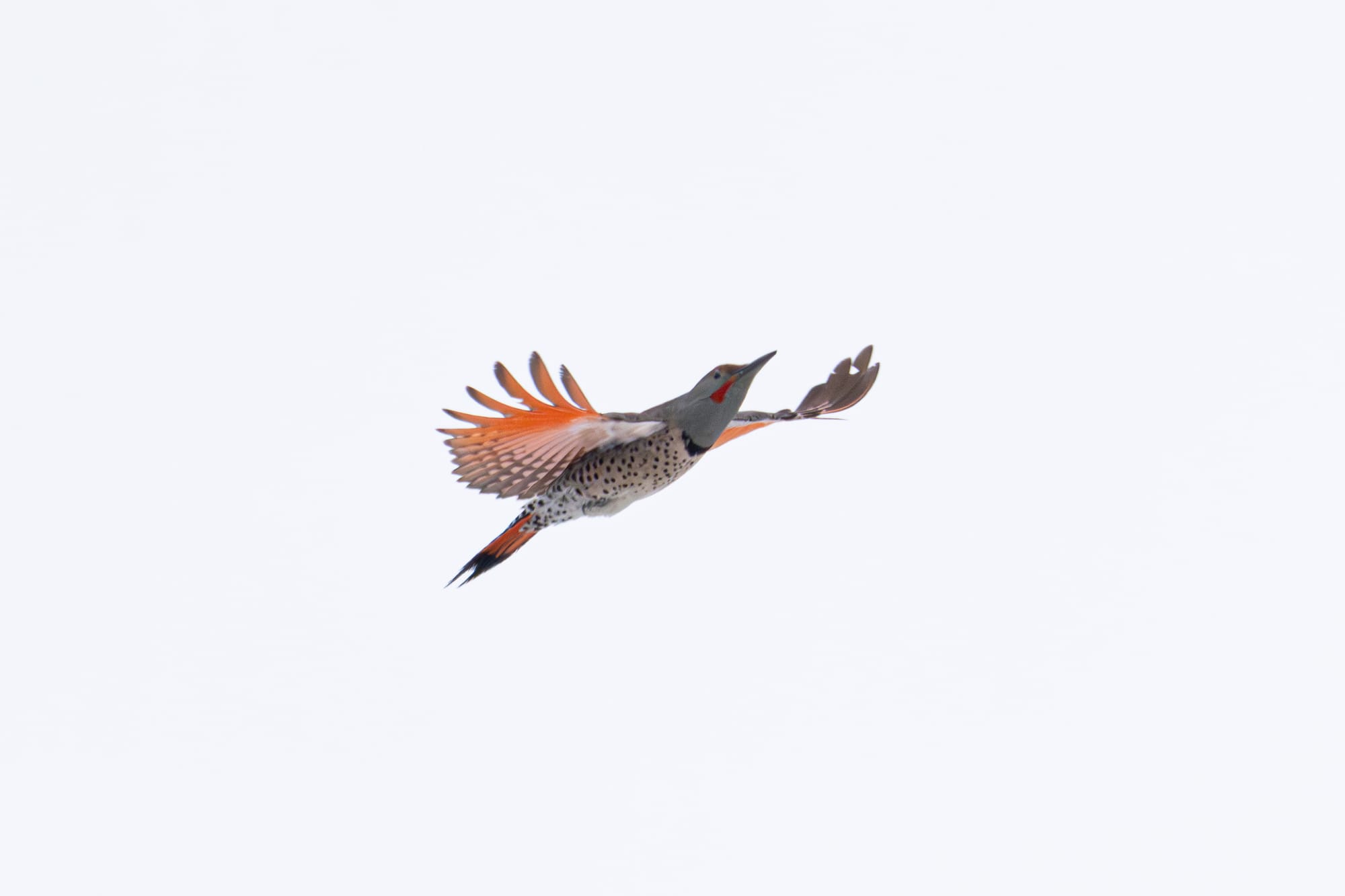 northern flicker