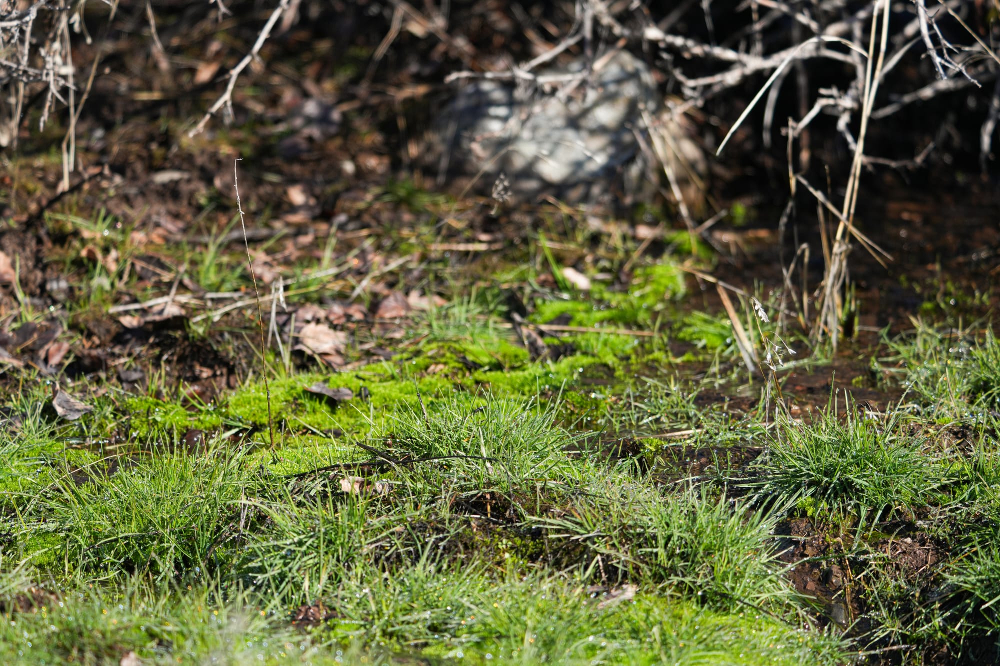 green grasses