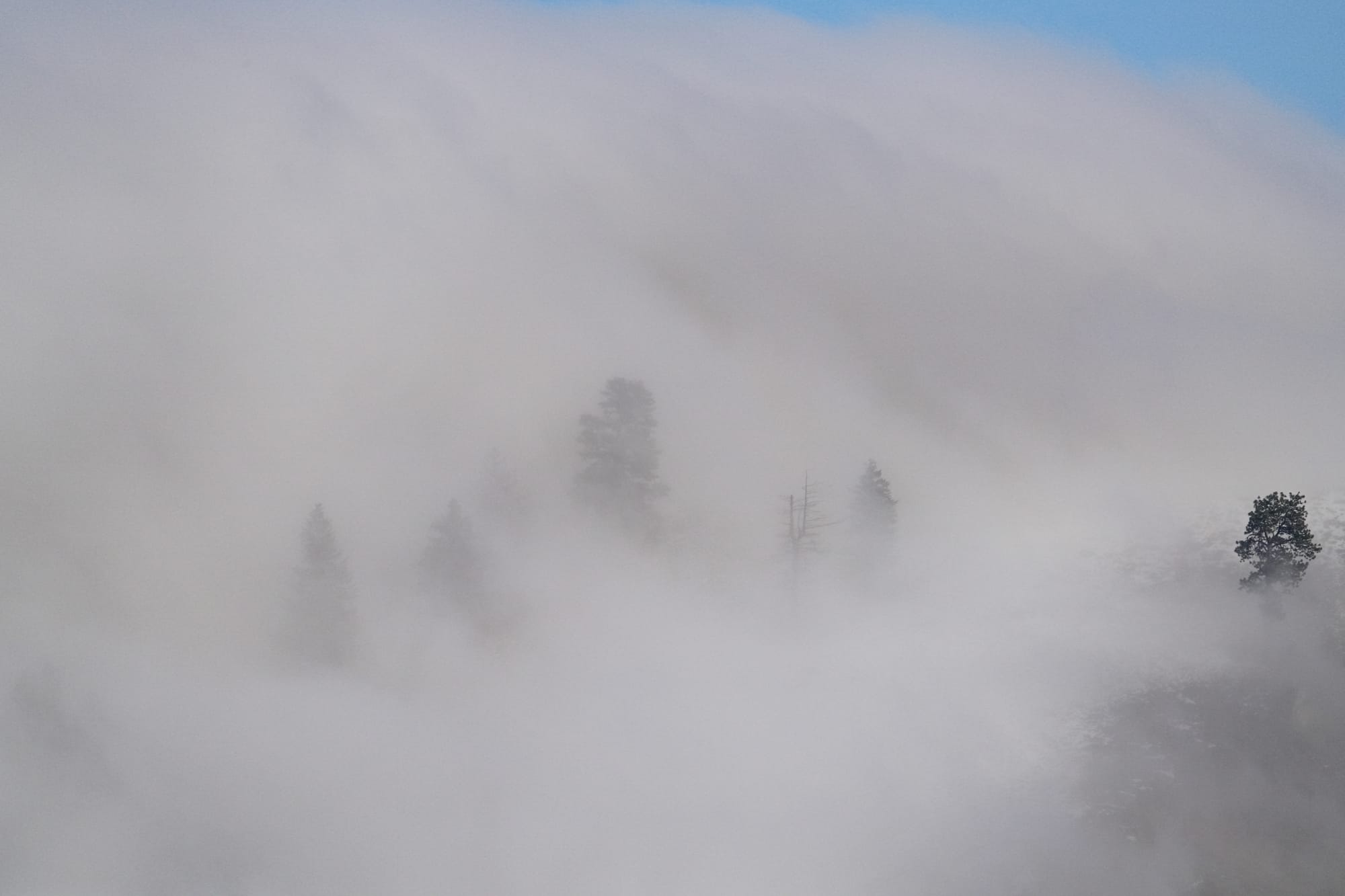 fog and trees