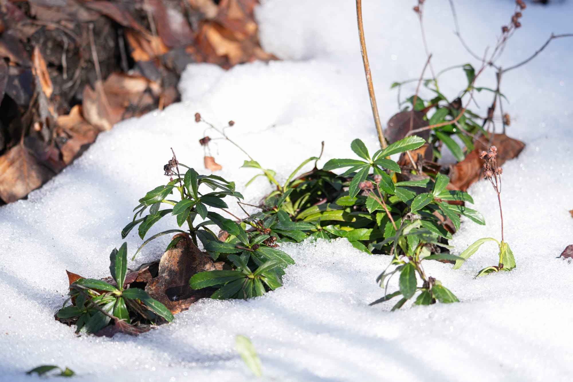 pipsissewa emerging from snow