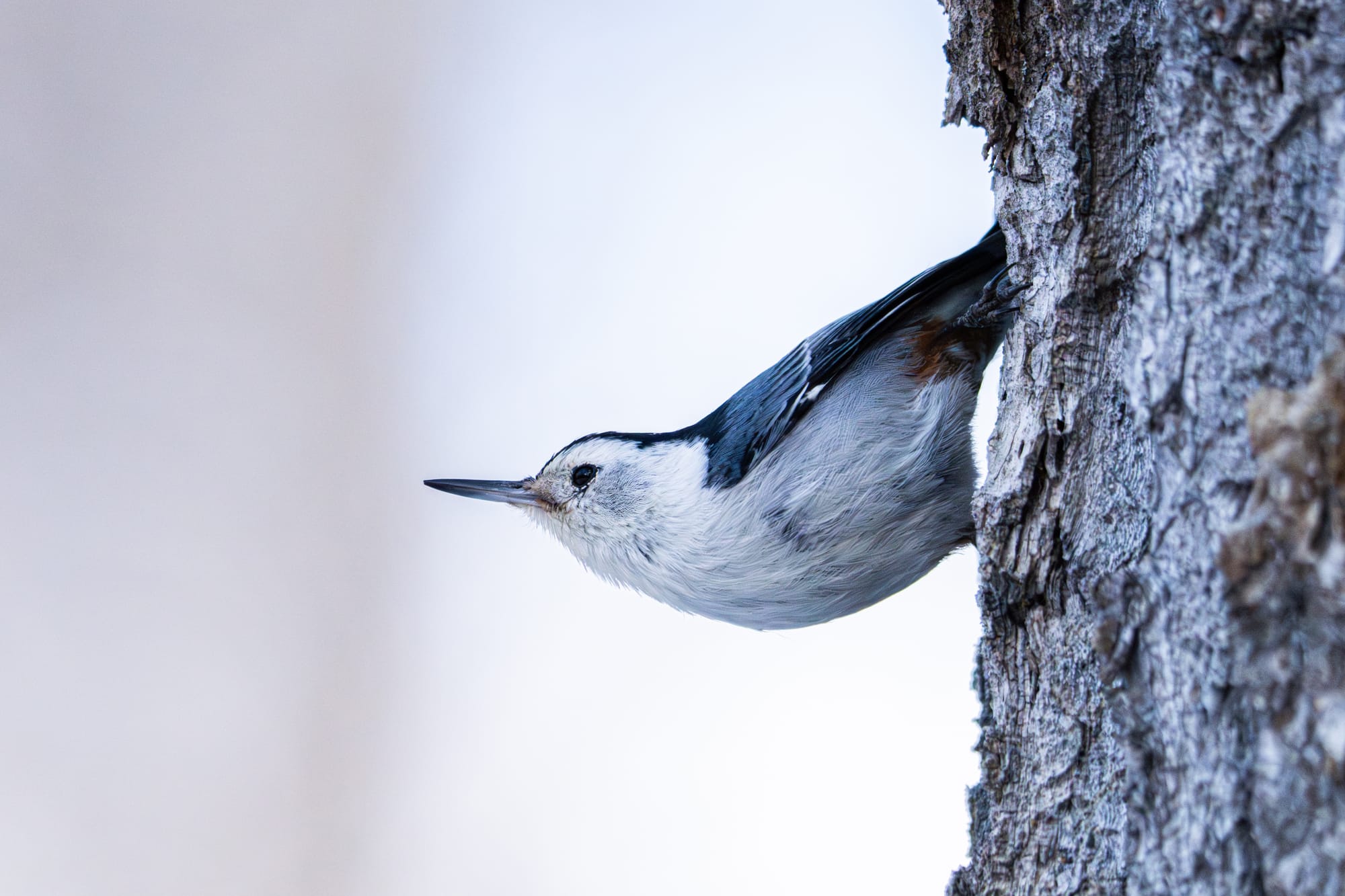 white-breasted nuthatch