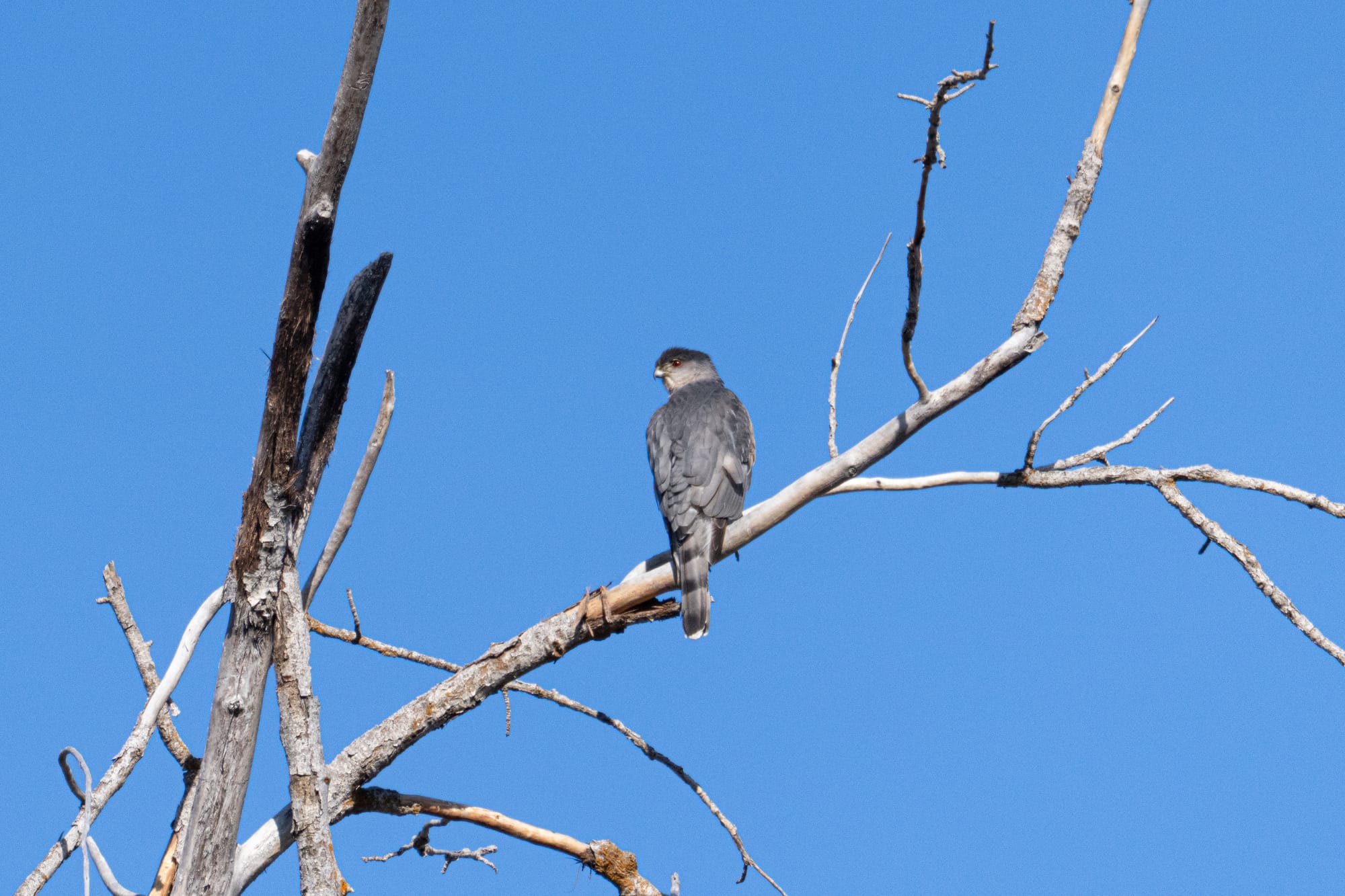 Cooper's hawk