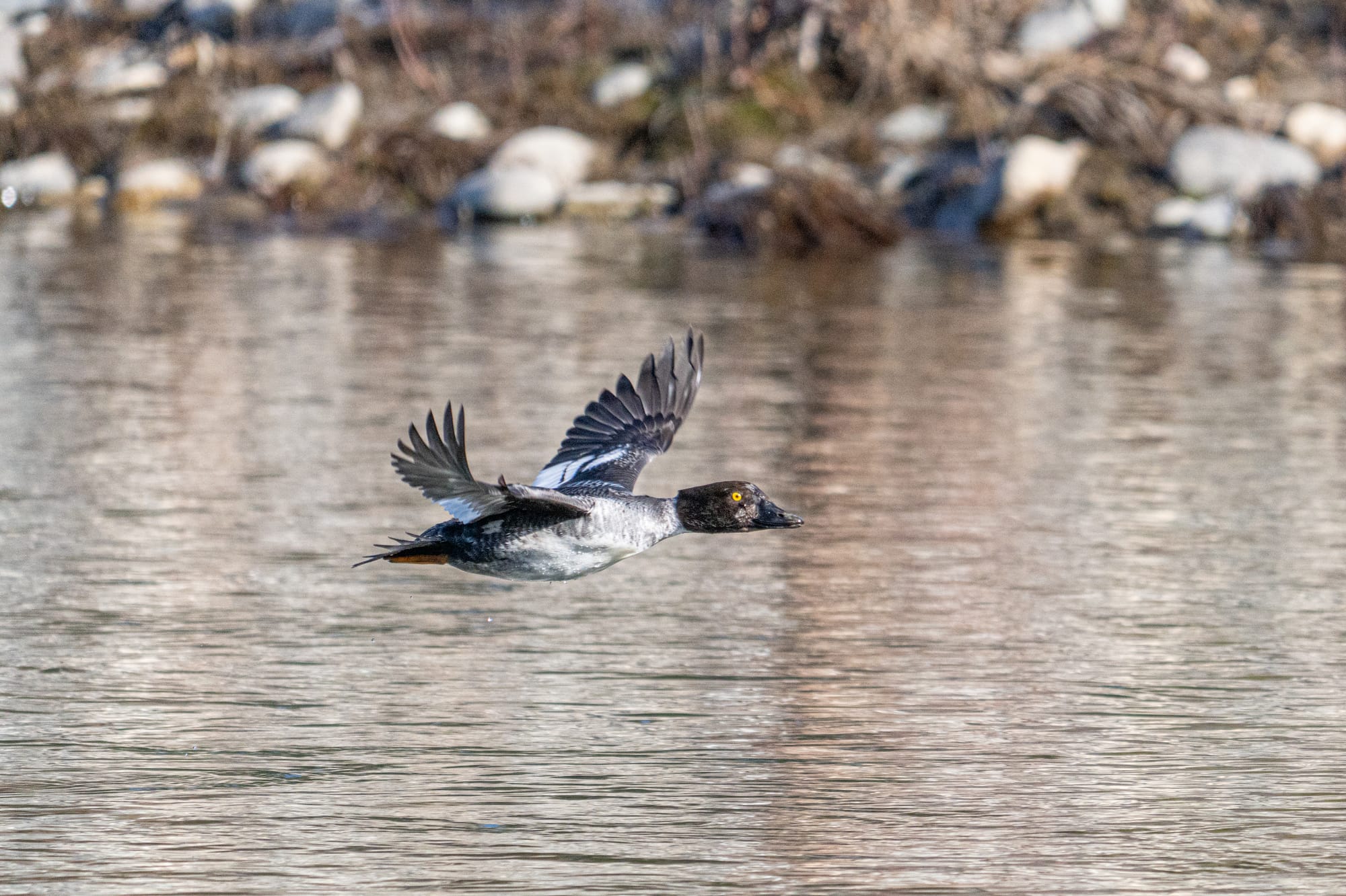 female goldeneye