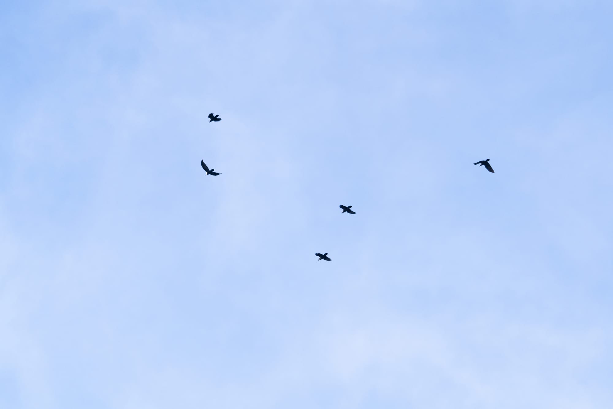 common ravens
