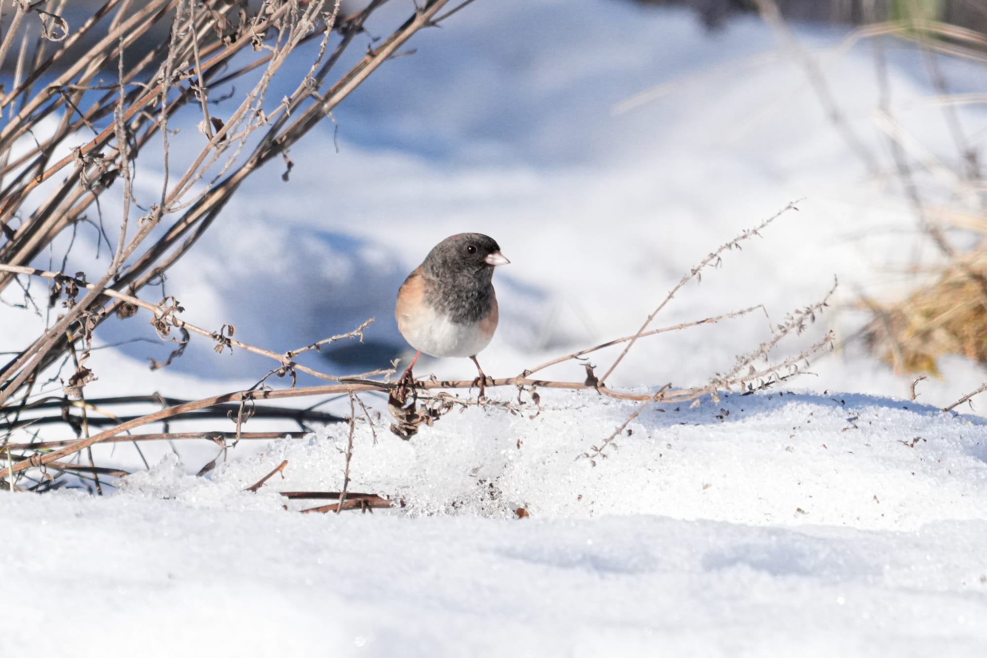 dark-eyed junco