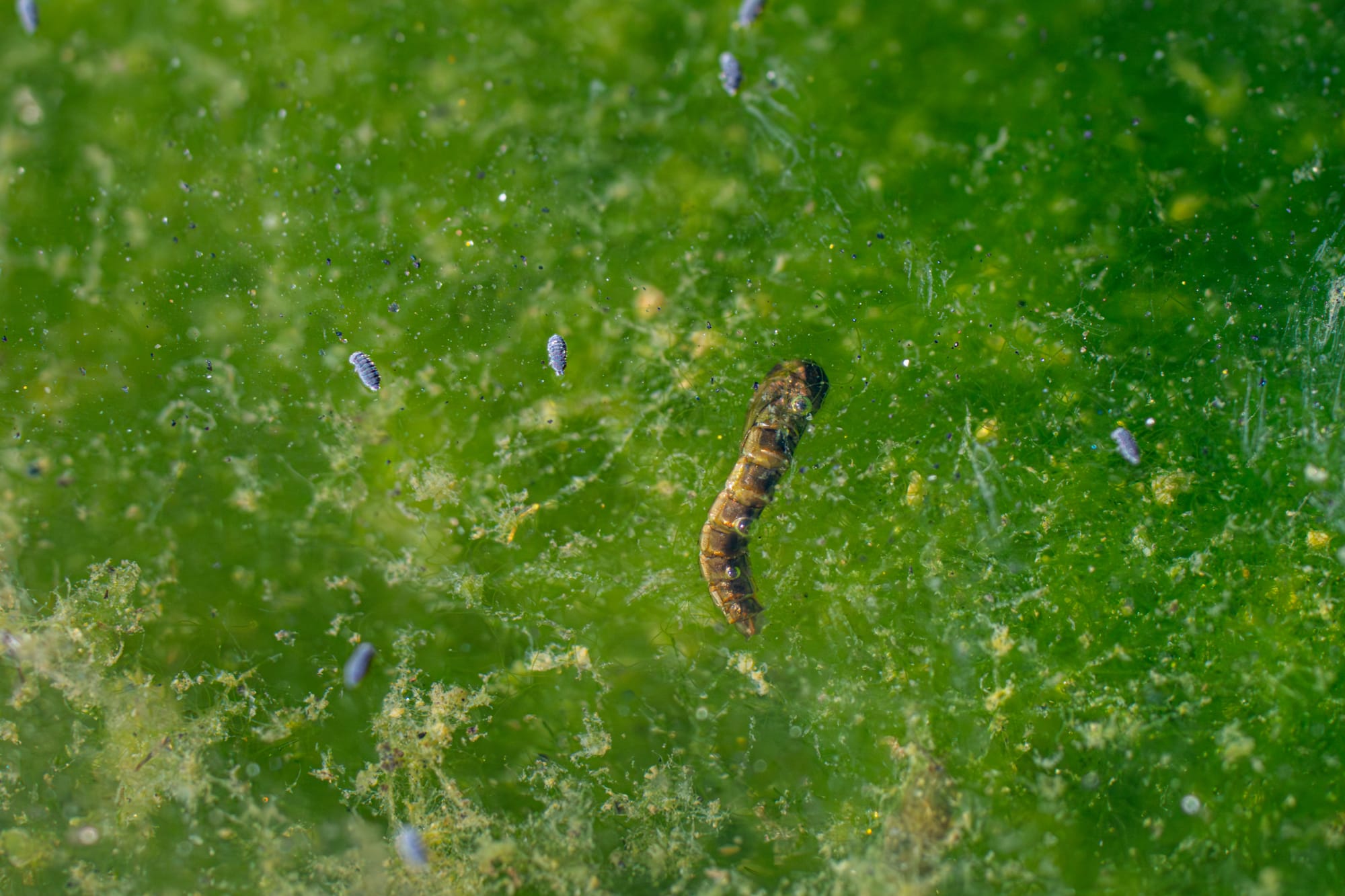 insect larvae