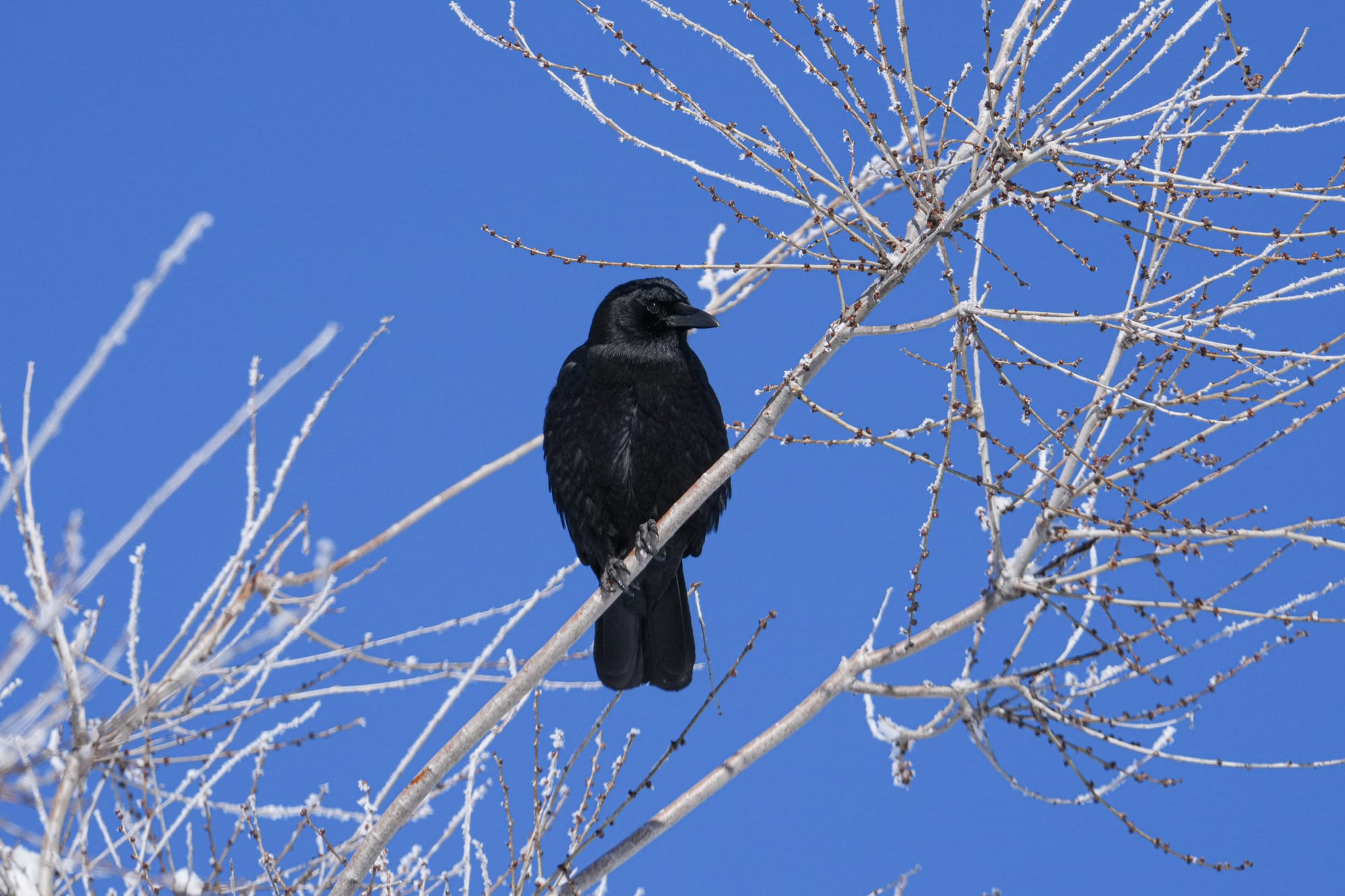 American crow