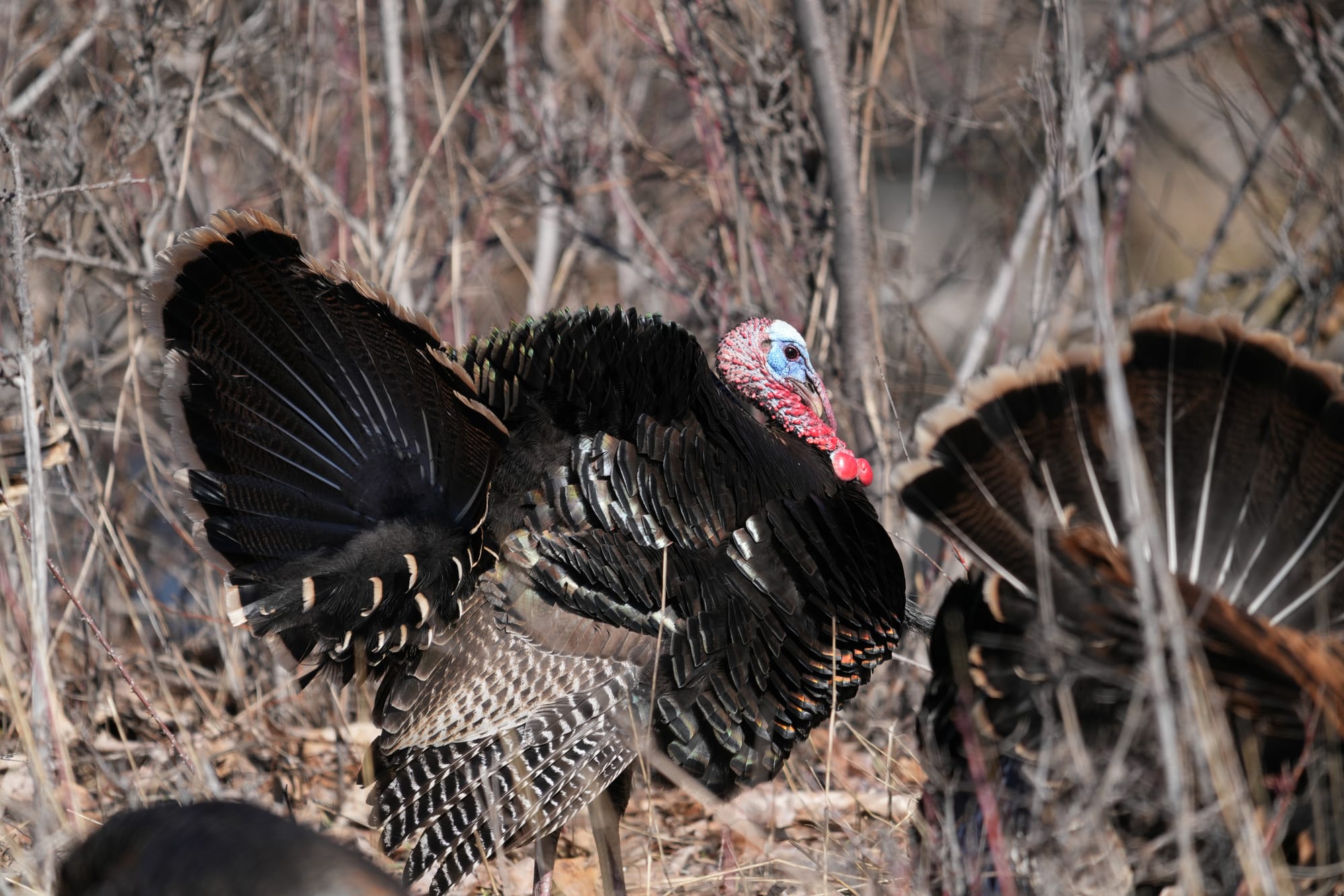 male wild turkey