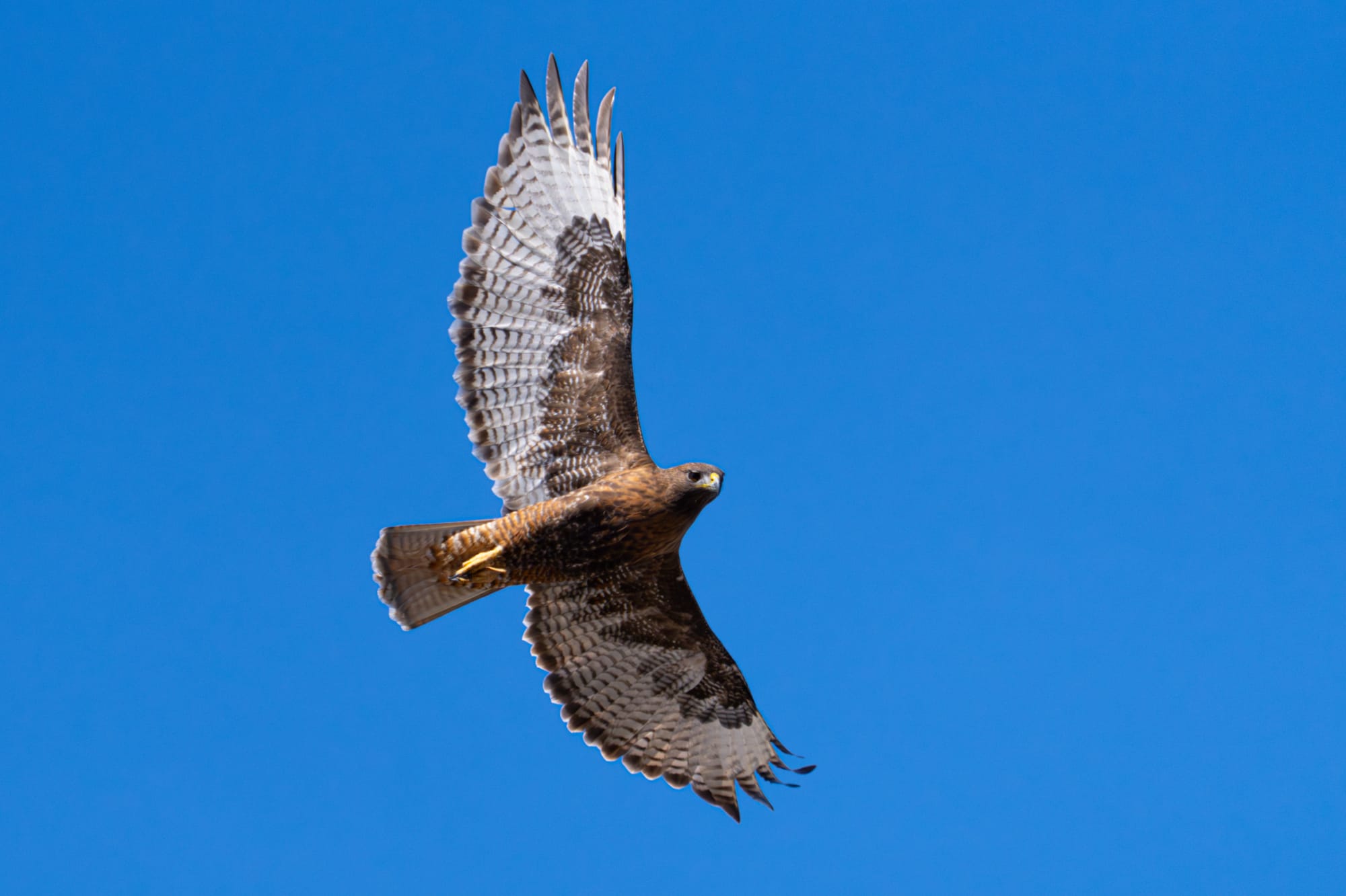 red-tailed hawk