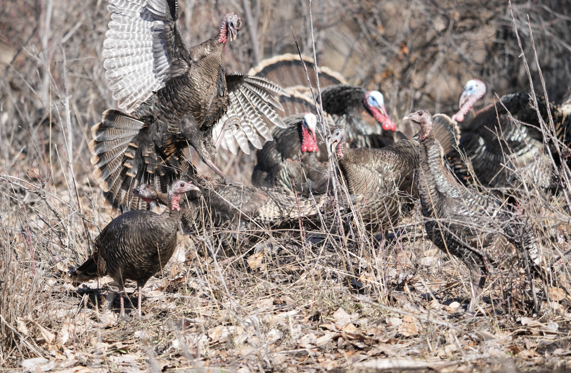 wild turkeys