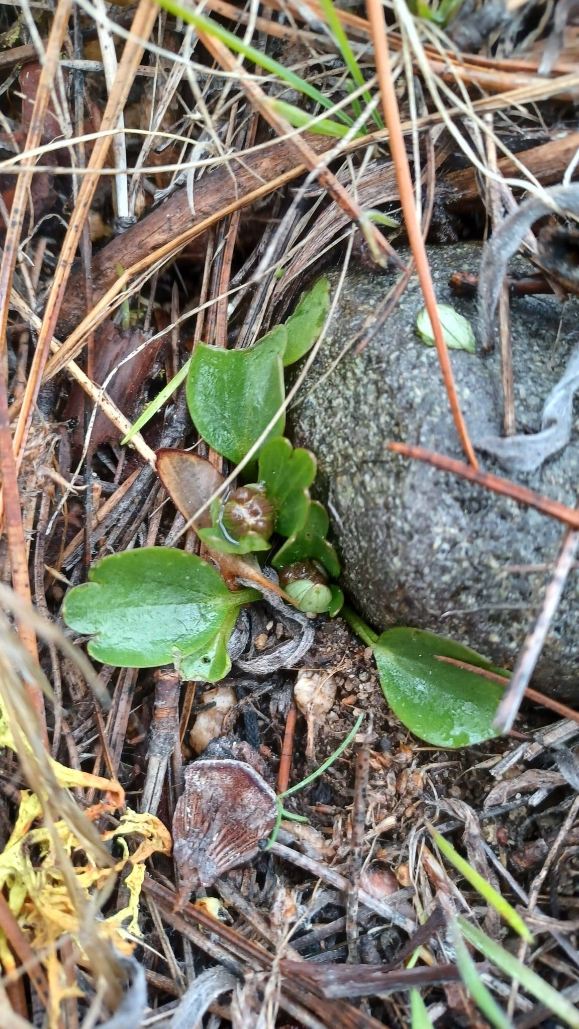 buttercup leaves