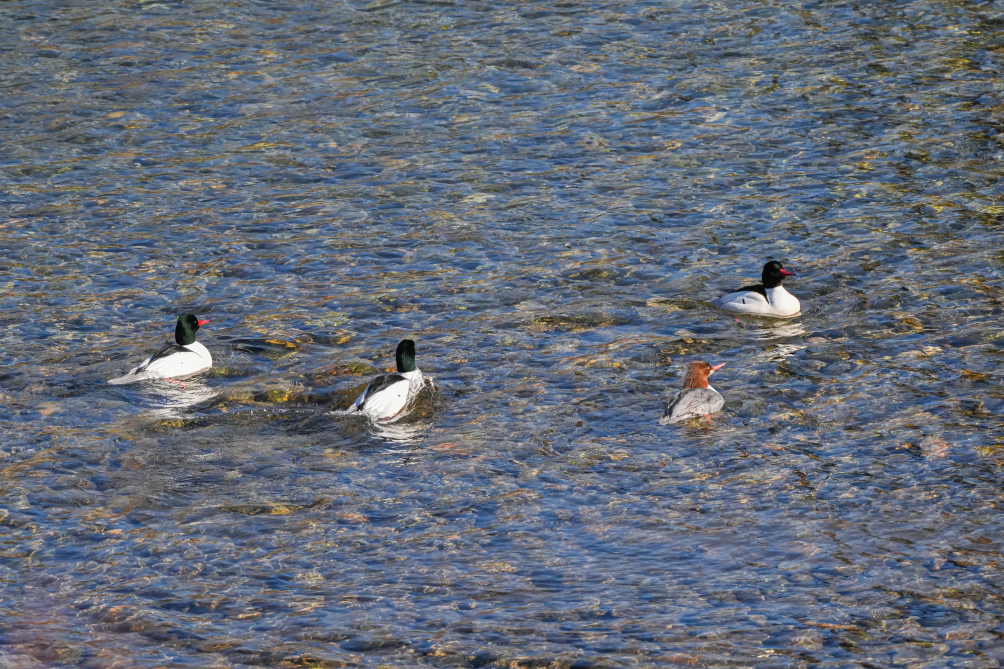 common mergansers