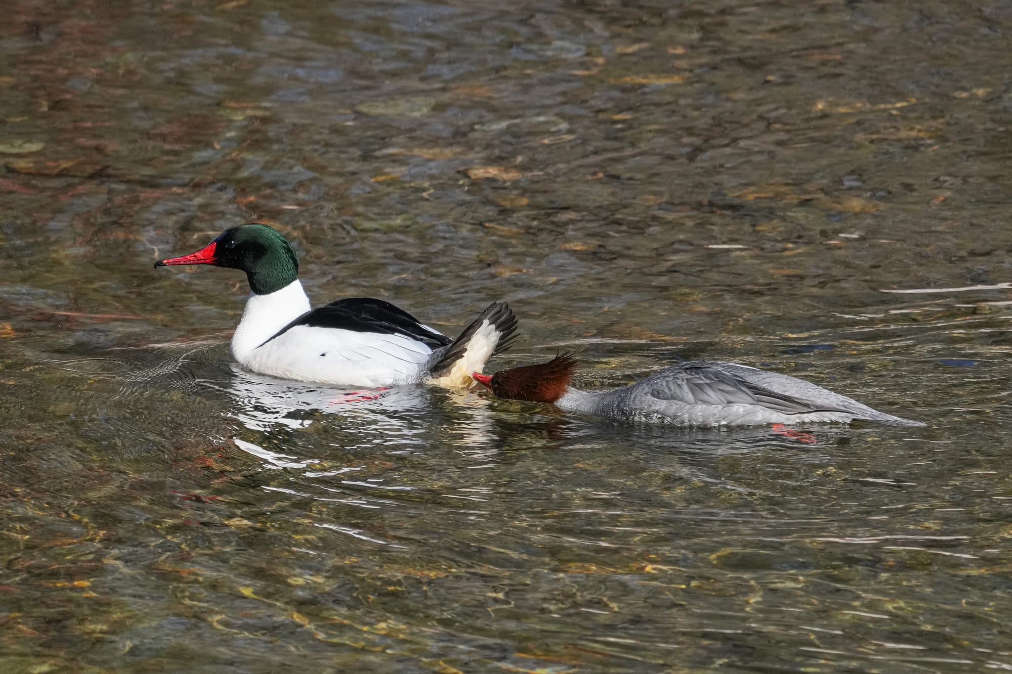 common mergansers