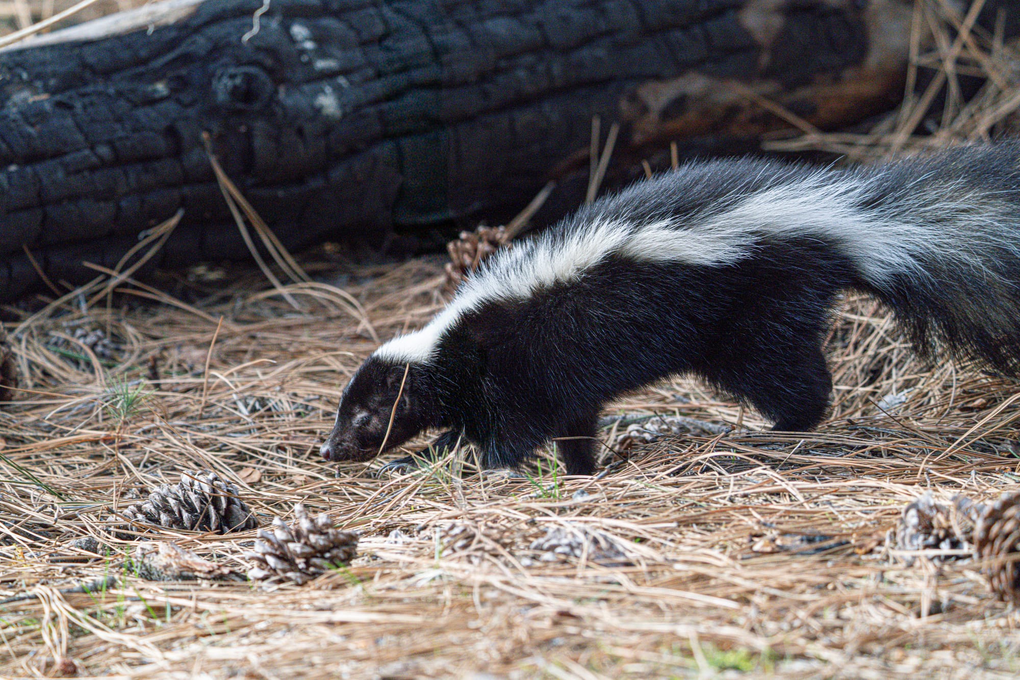 striped skunk