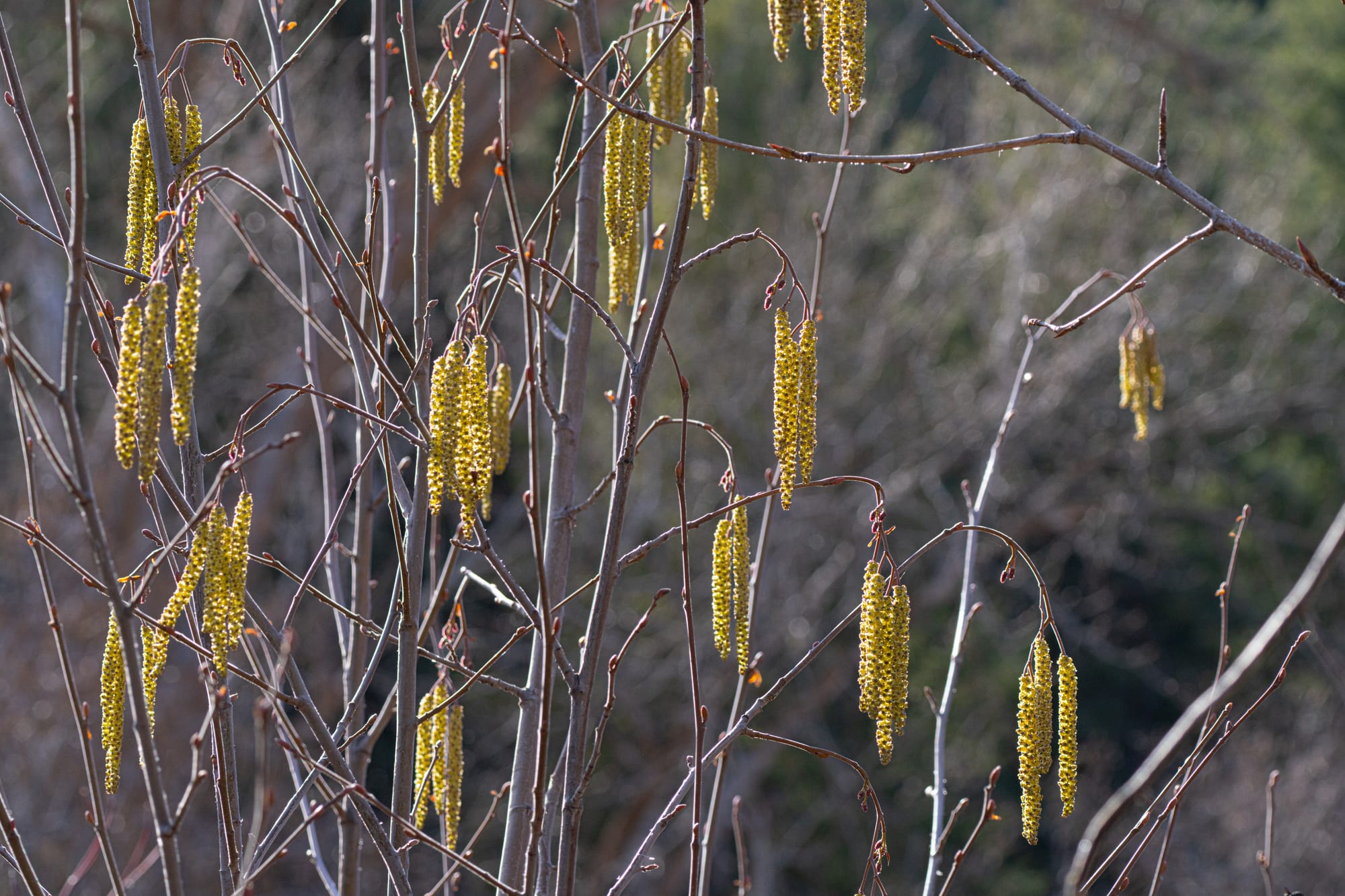 alder catkins